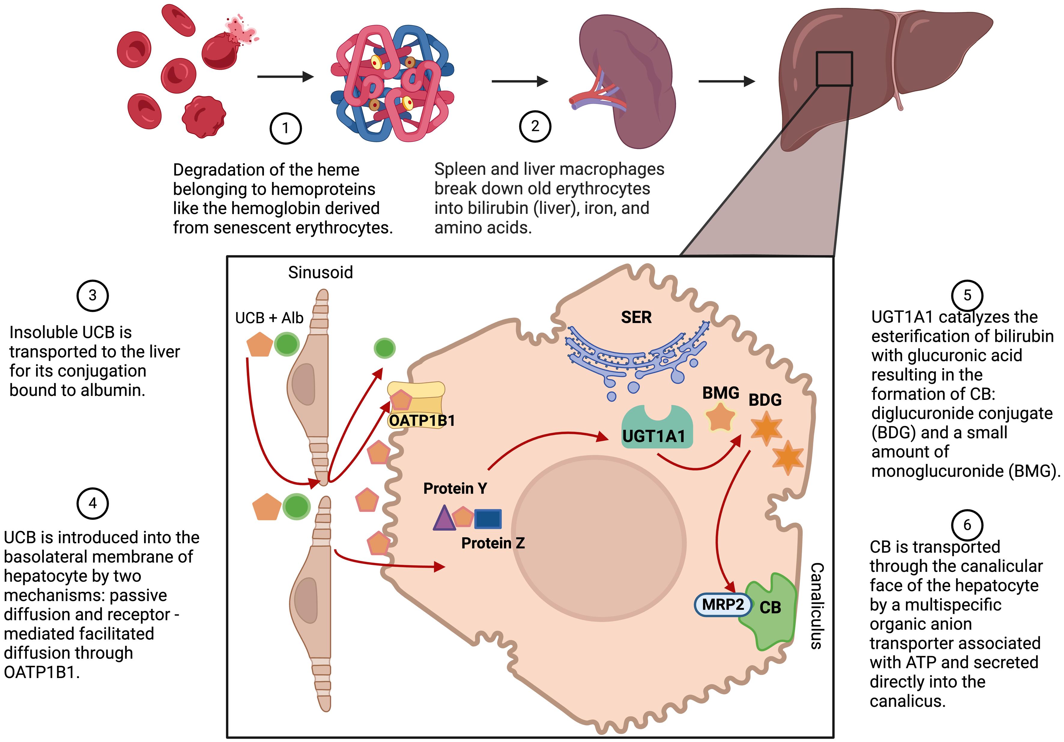 Bilirubin metabolism.