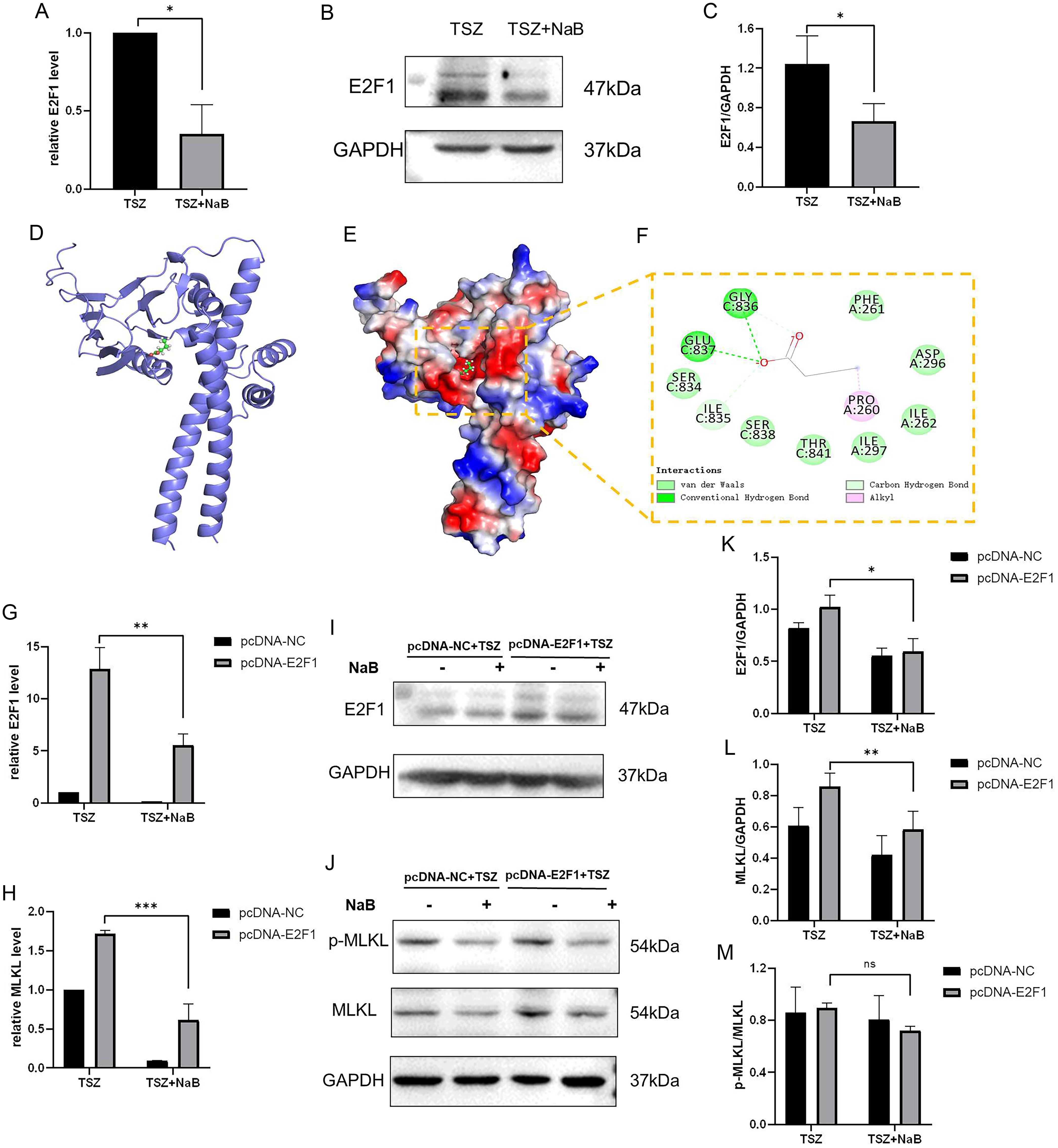 The regulatory mechanism of NaB on necroptosis.