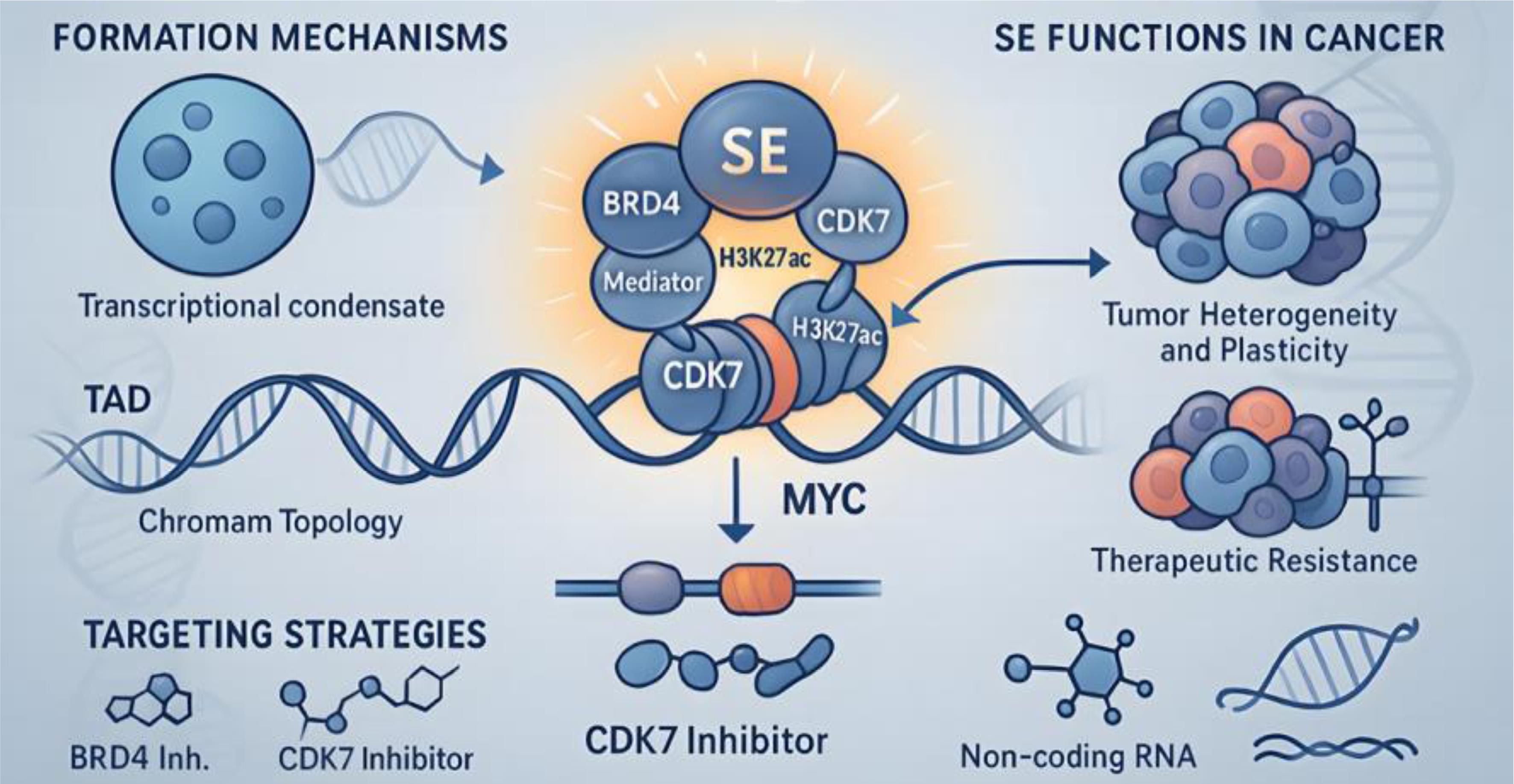 The formation mechanism, function, and targeting strategies of super-enhancers (SEs) in tumors.