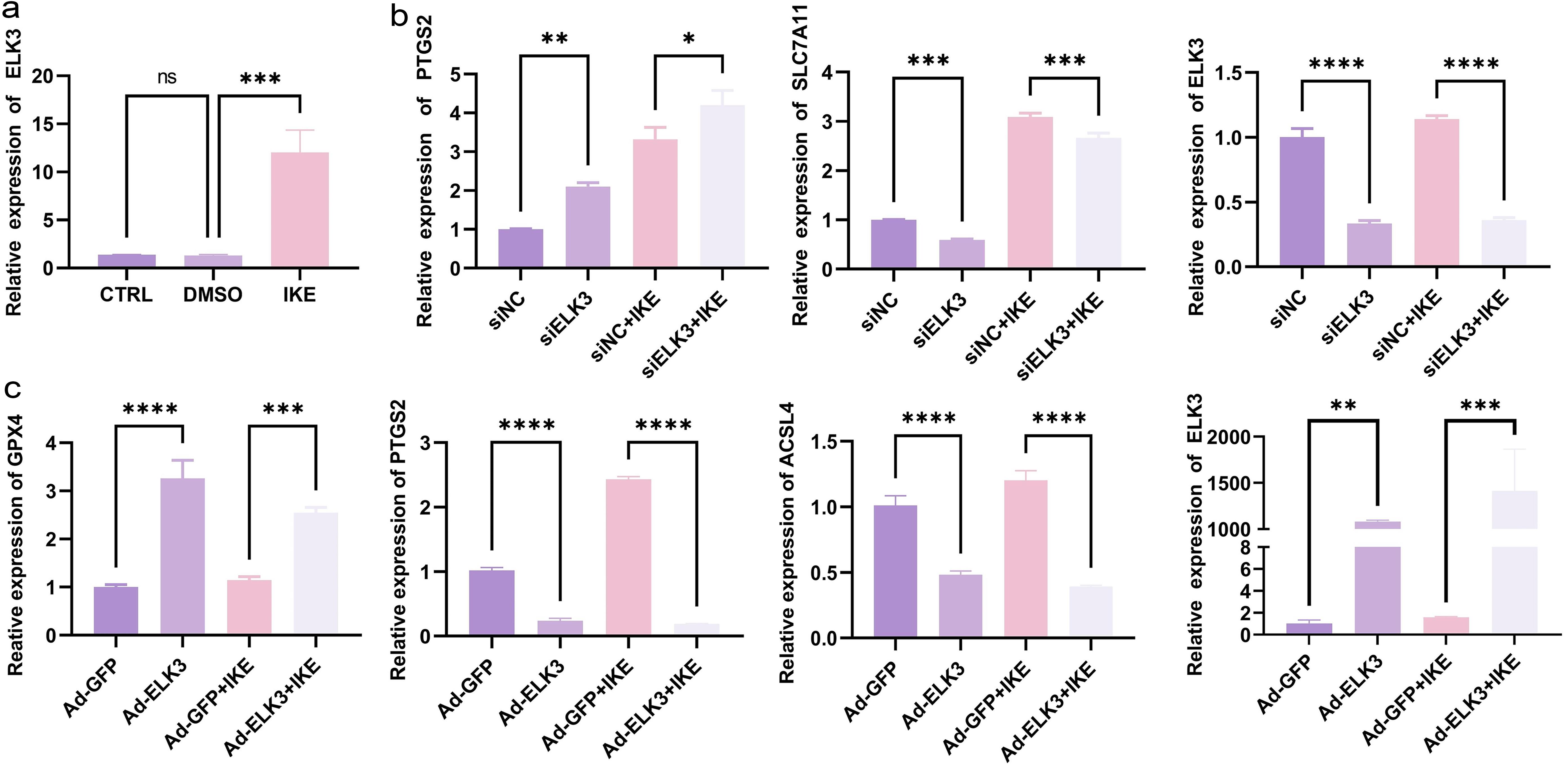 Effect of ELK3 on the expression of ferroptosis-related molecules in rheumatoid arthritis (RA) fibroblast-like synoviocytes (FLS).