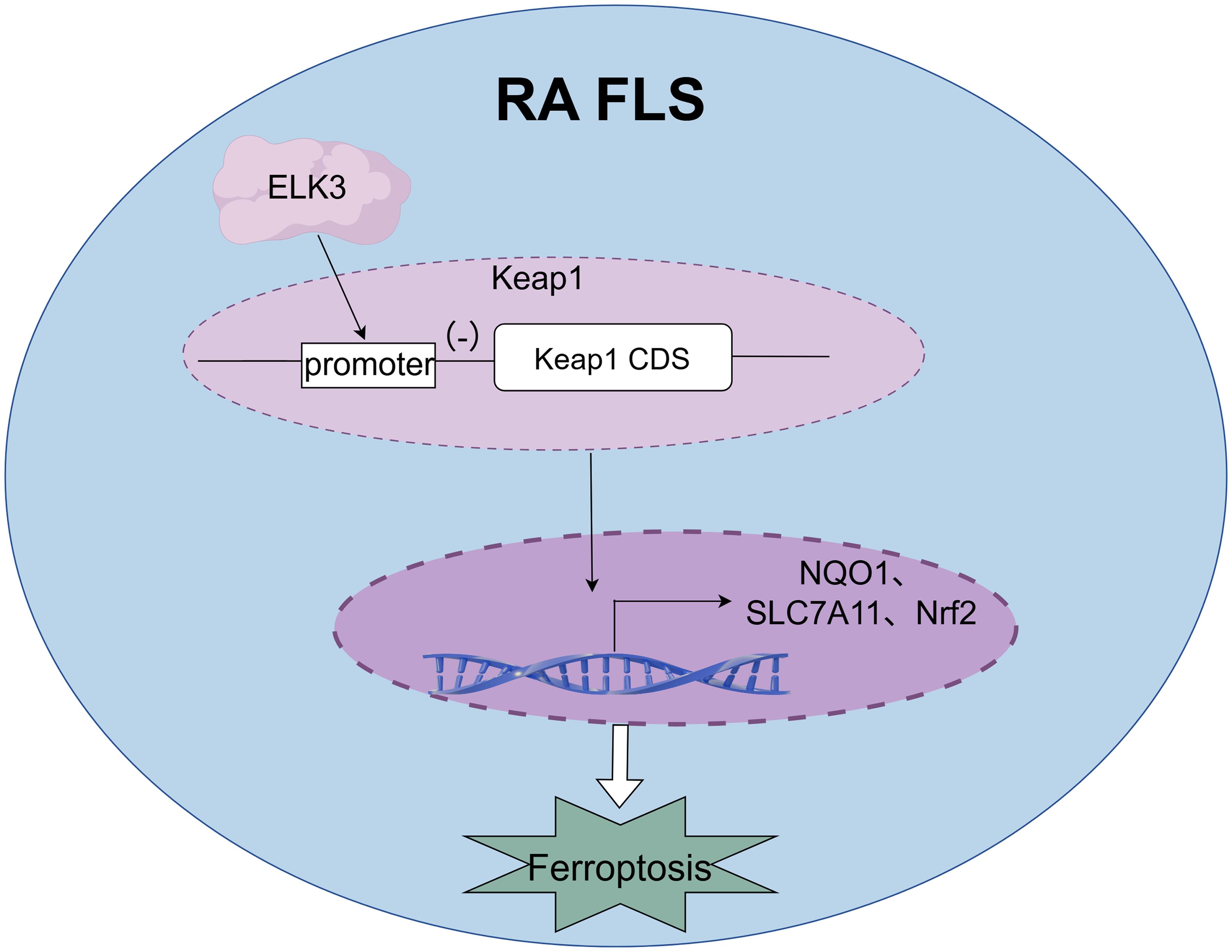 ELK3 inhibits its transcriptional activity by binding to the kelch-like ECH-associated protein 1 (Keap1) promoter, affecting the expression of ferroptosis-related molecules.