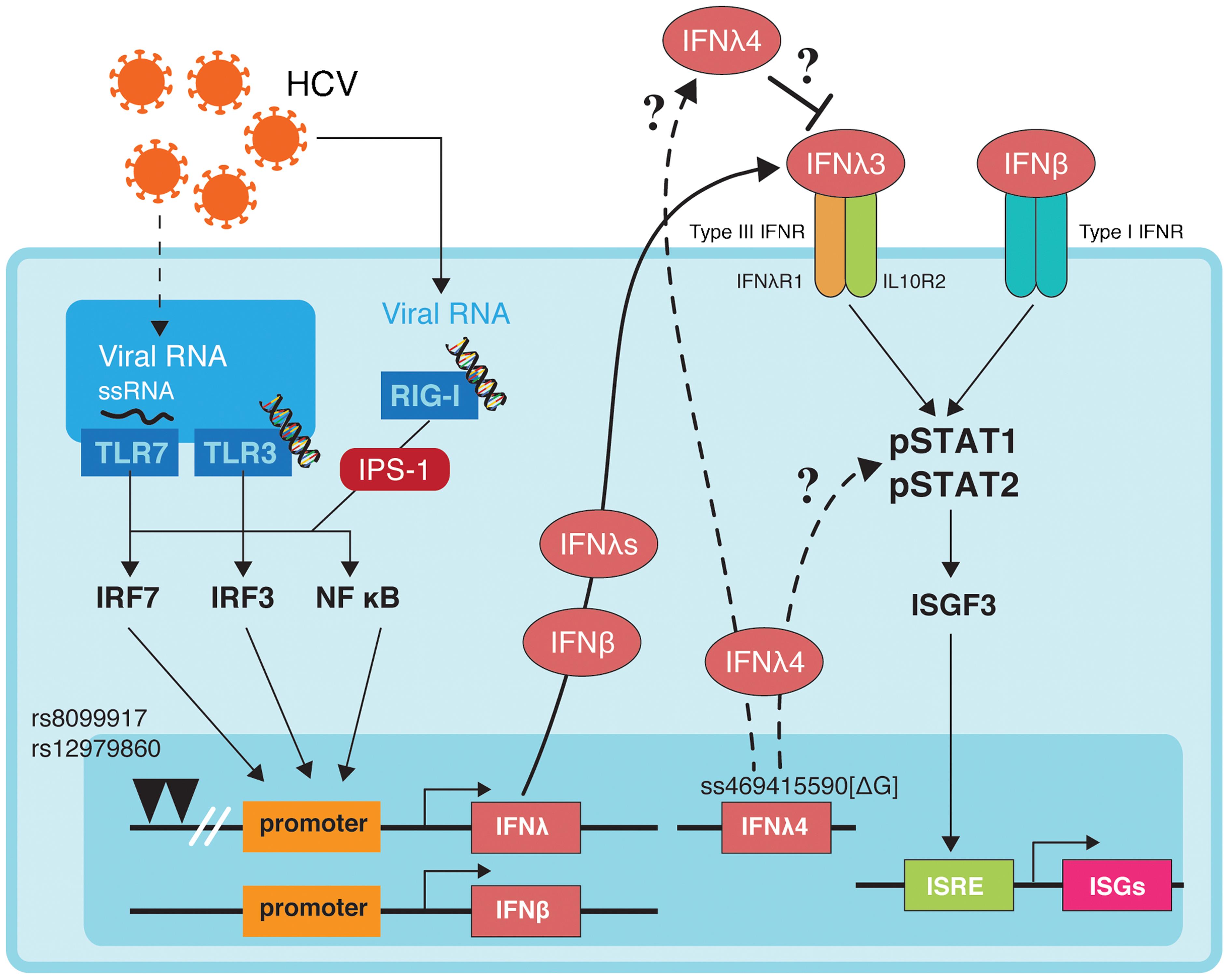 Host antiviral innate defense system proposed from <italic>in vitro</italic> experiments