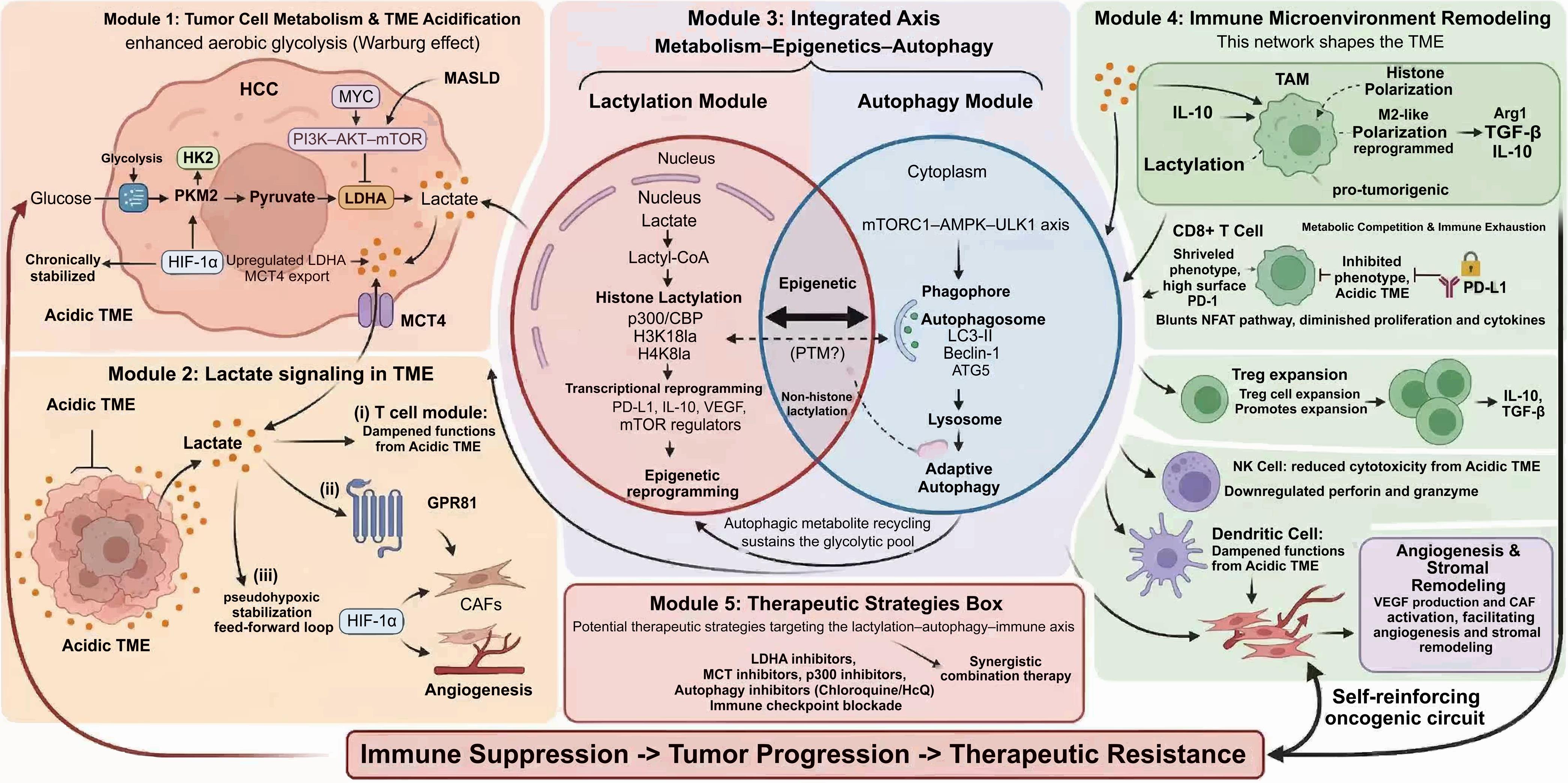 Mechanistic model of the lactylation-autophagy-immune axis in HCC.