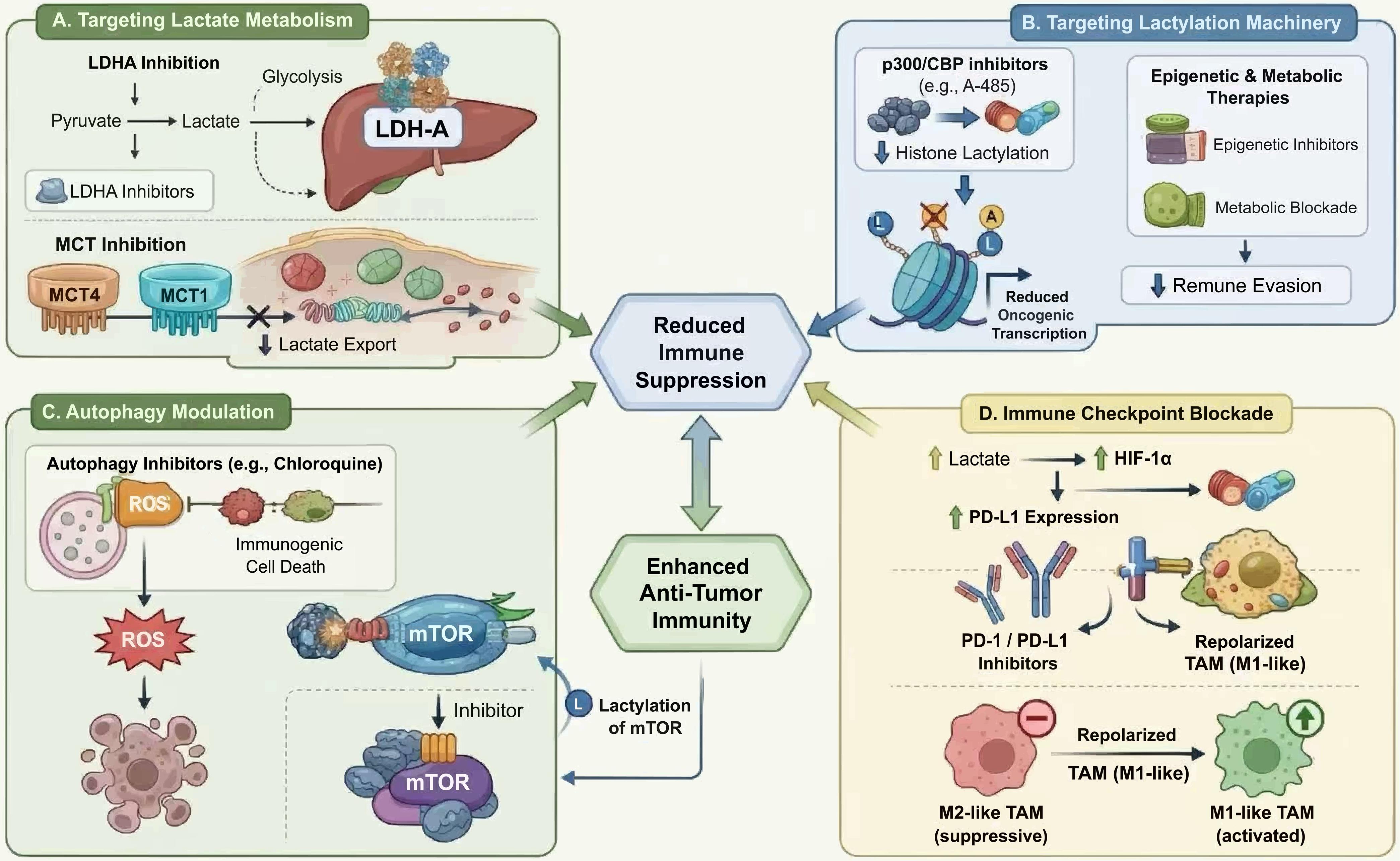 Therapeutic implications of targeting the lactylation-autophagy axis in HCC.
