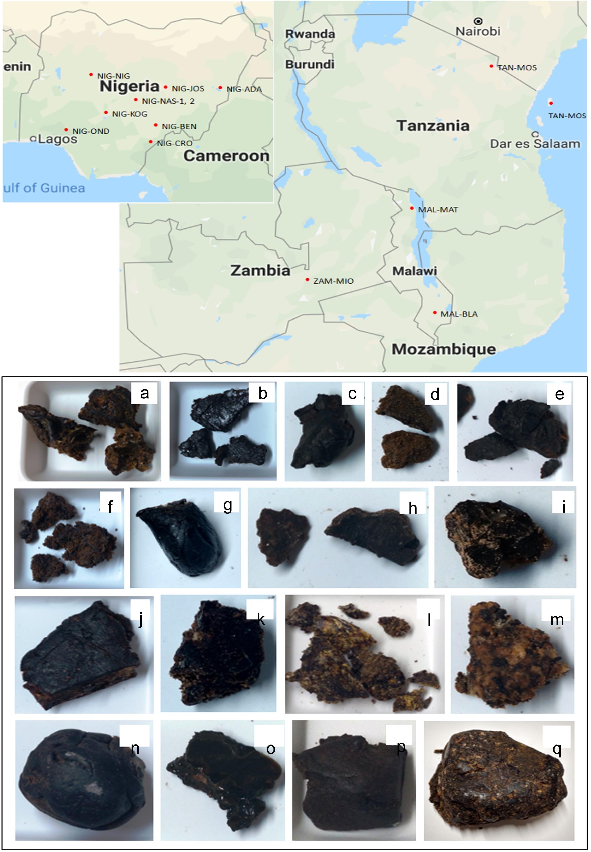 Geographical locations of samples: Figure representing the collection site and color of propolis.