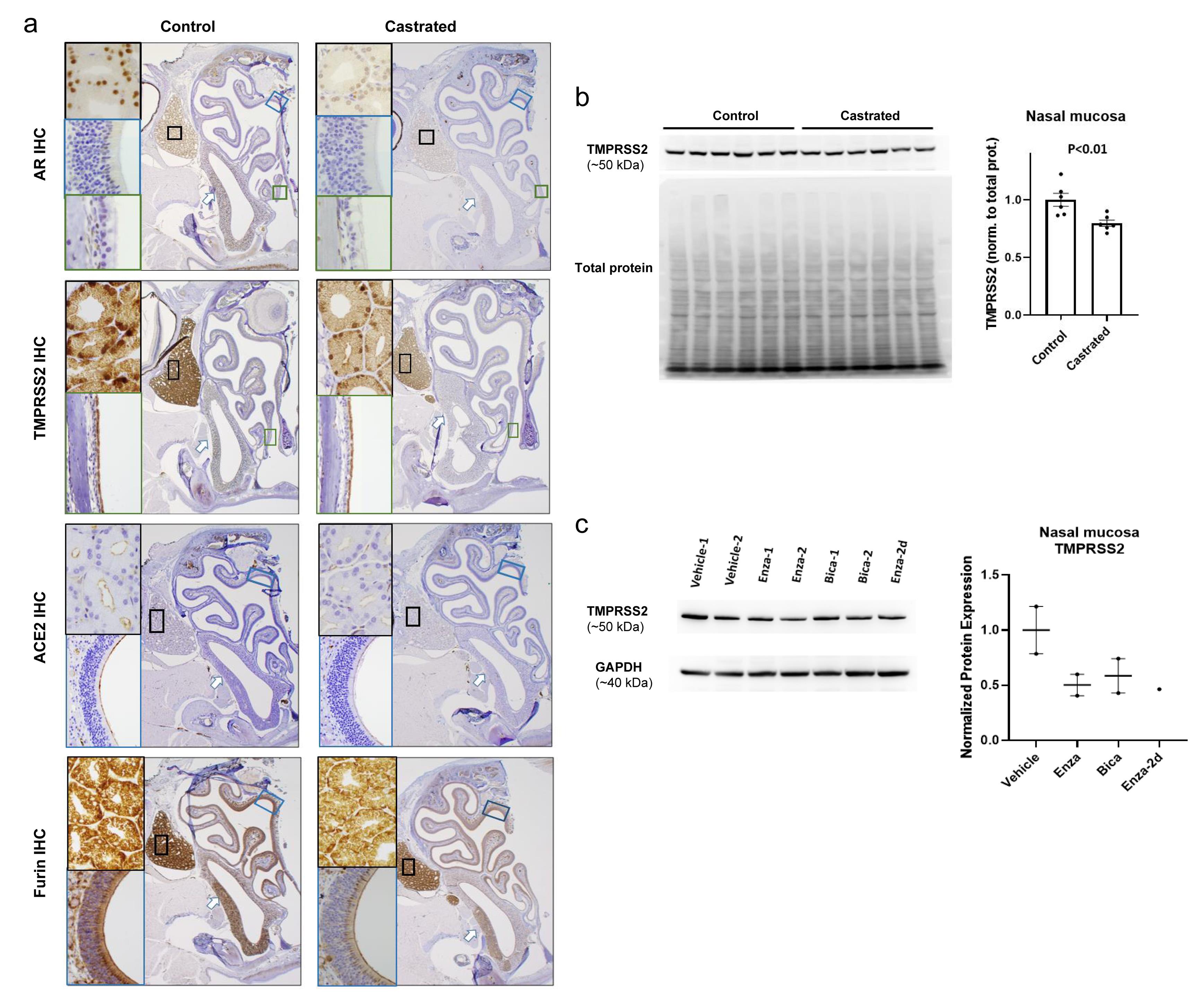 Castration was associated with reduced TMPRSS2 and ACE2 expression in murine sinonsal tissue and glands.