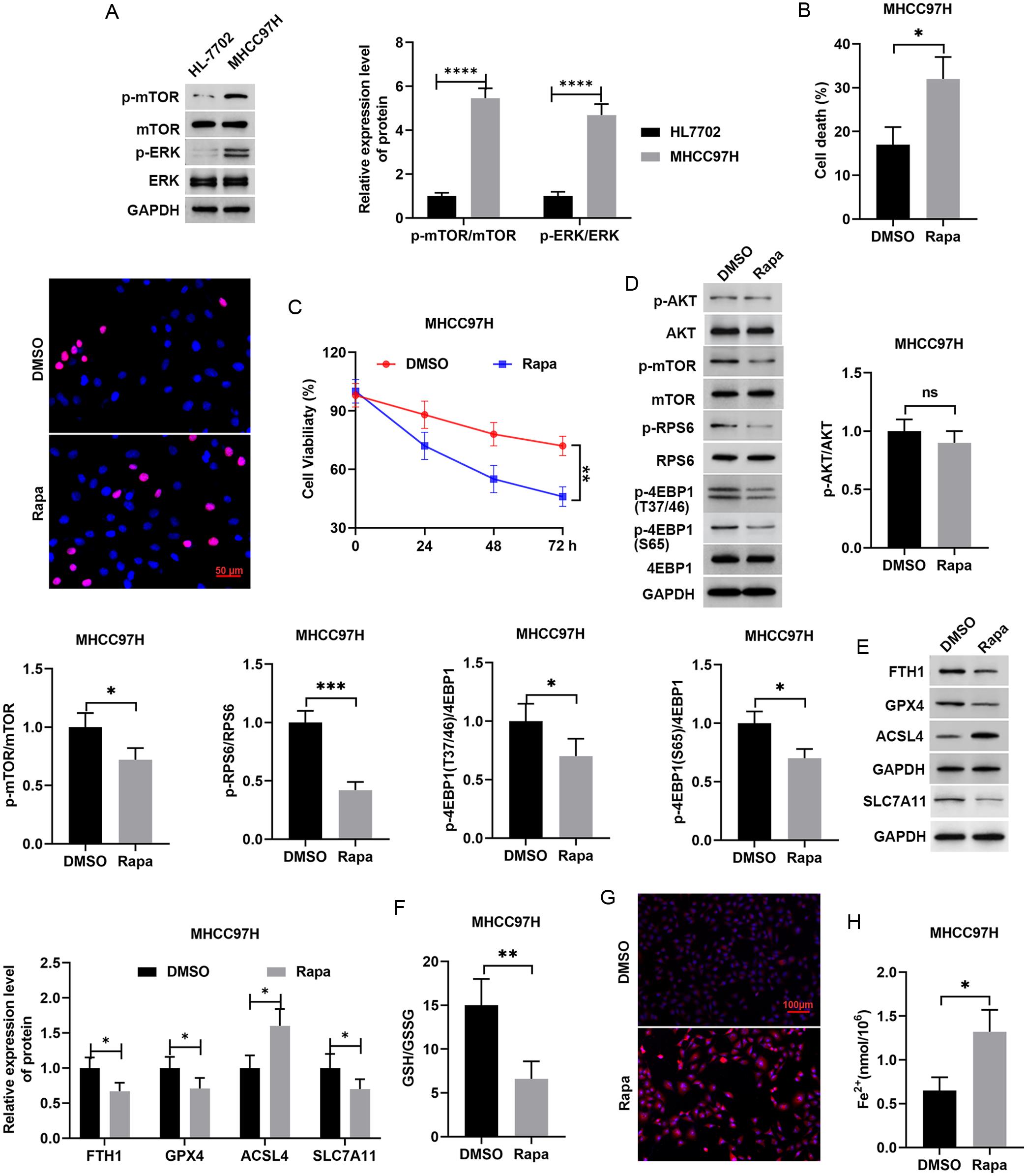 Effects of rapamycin on ferroptosis and proliferation in HCC cells.