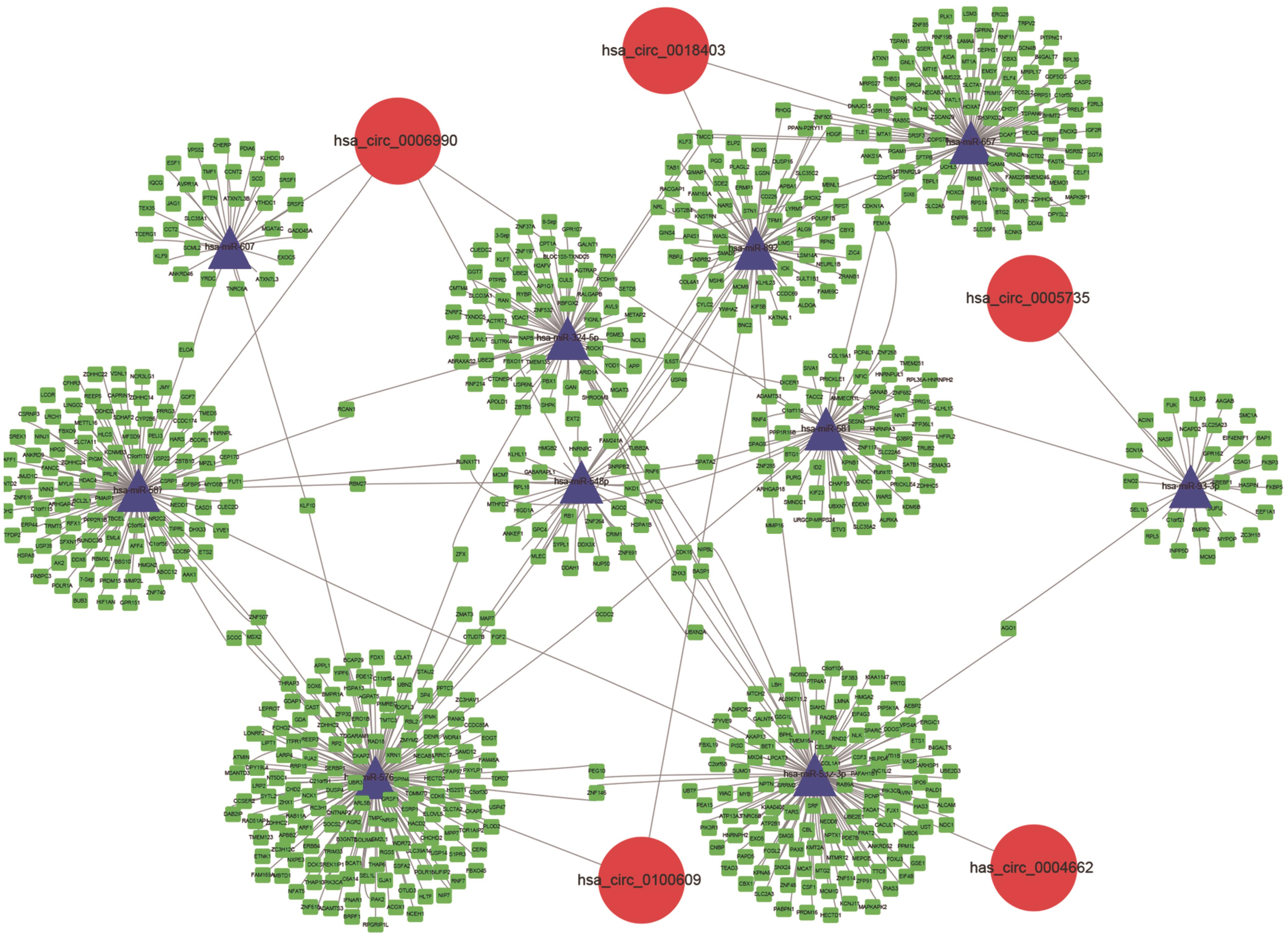 ceRNA network. Red circle denotes deregulated circRNA.
