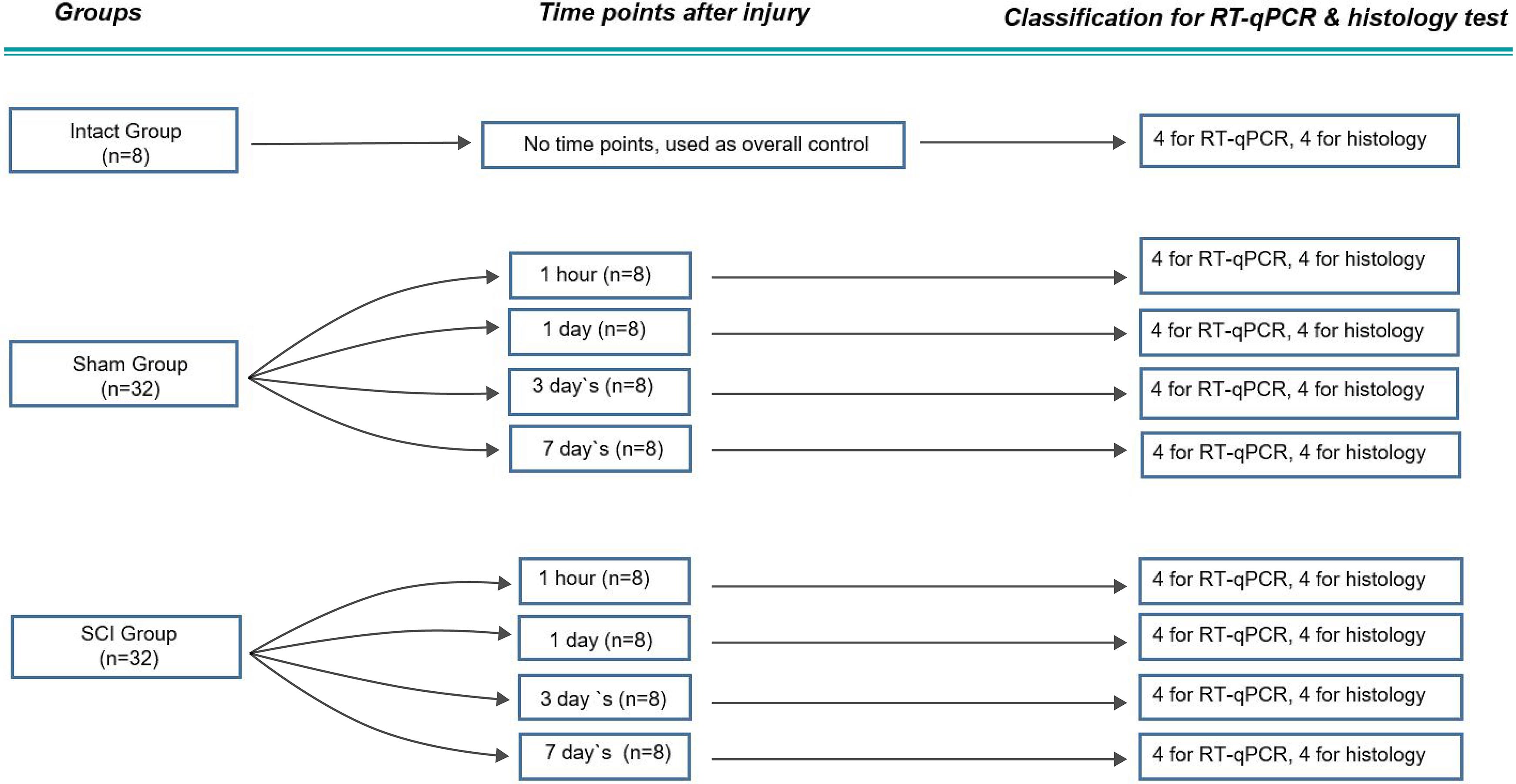 Flowchart of the procedure and sample size.