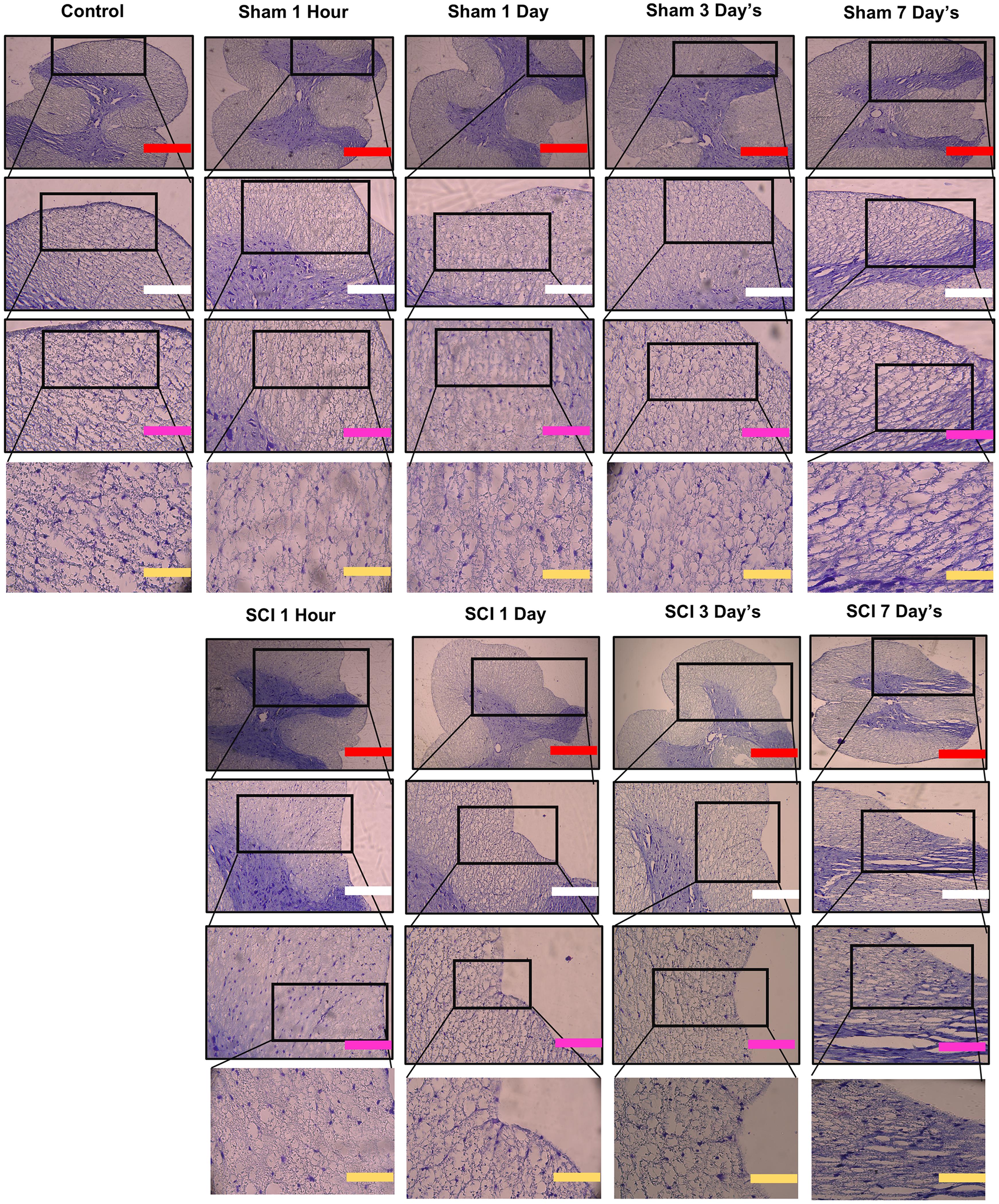 Representative images of spinal cord sections (T9-10) stained with crystal violet (Nissl staining).