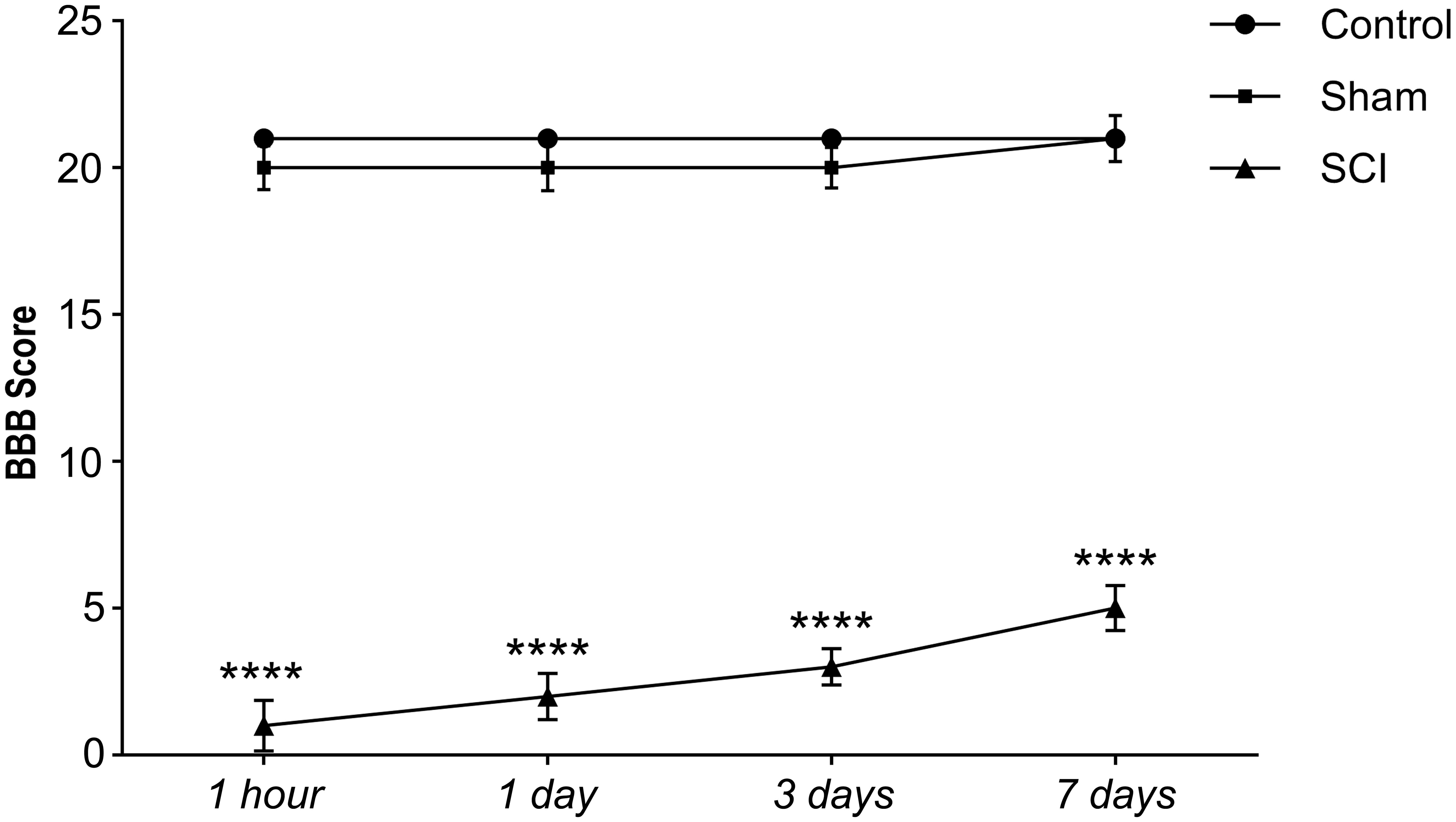 The linear representation of BBB test results for the control, sham, and SCI groups spans from the initial assessment to the 7th day post-injury, illustrating locomotor function over time.