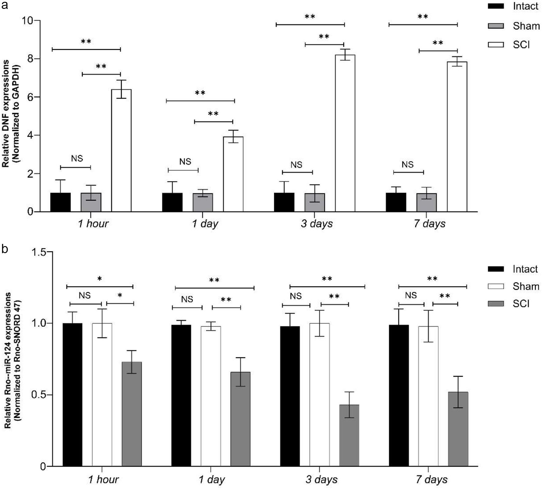 Assessment of BDNF and Rno-miR-124-3p gene expression in rat spinal cord tissue using RT-qPCR.