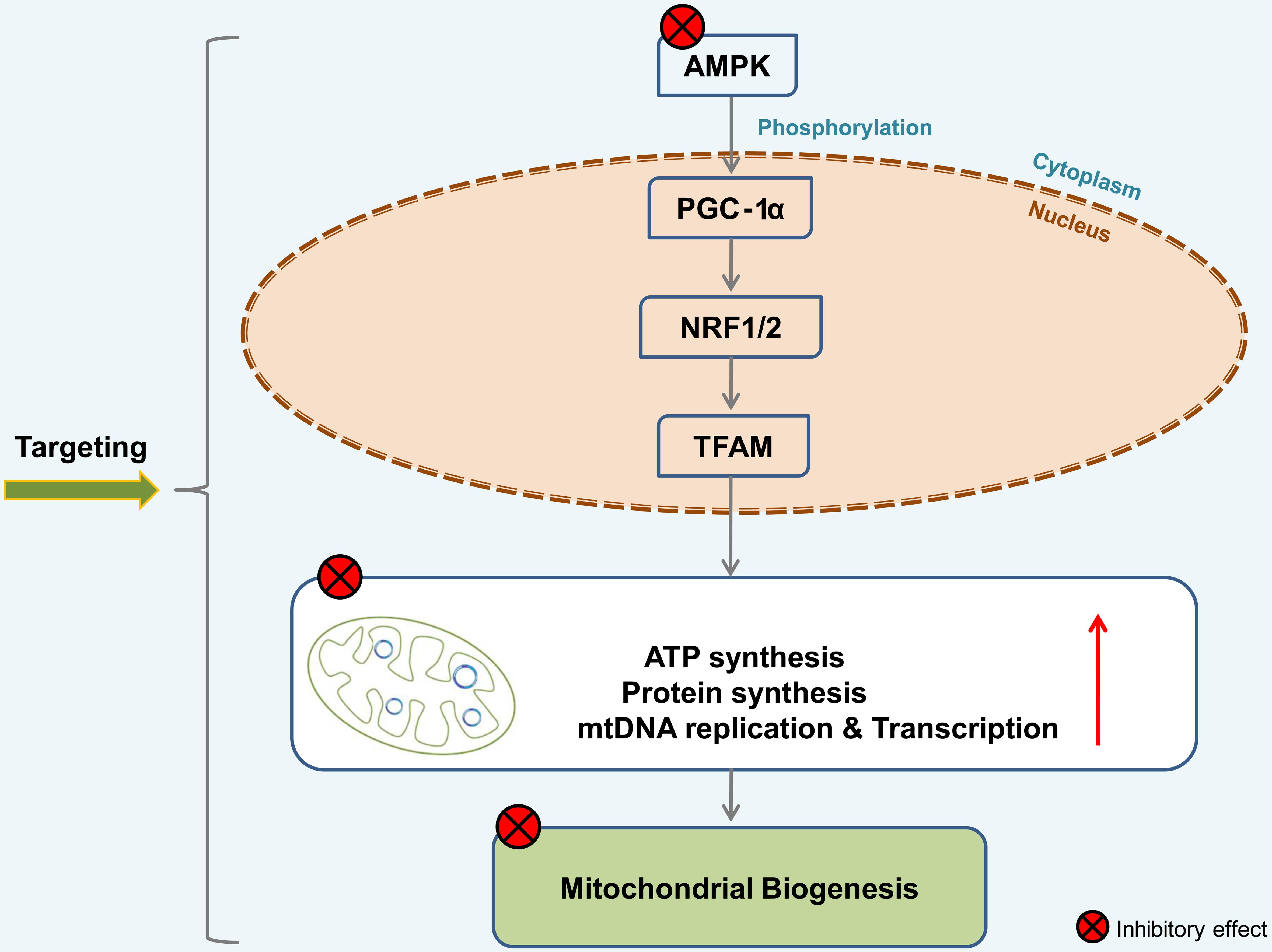 Schematic illustration of targeted proteins during de-regulated Mitochondrial Biogenesis.