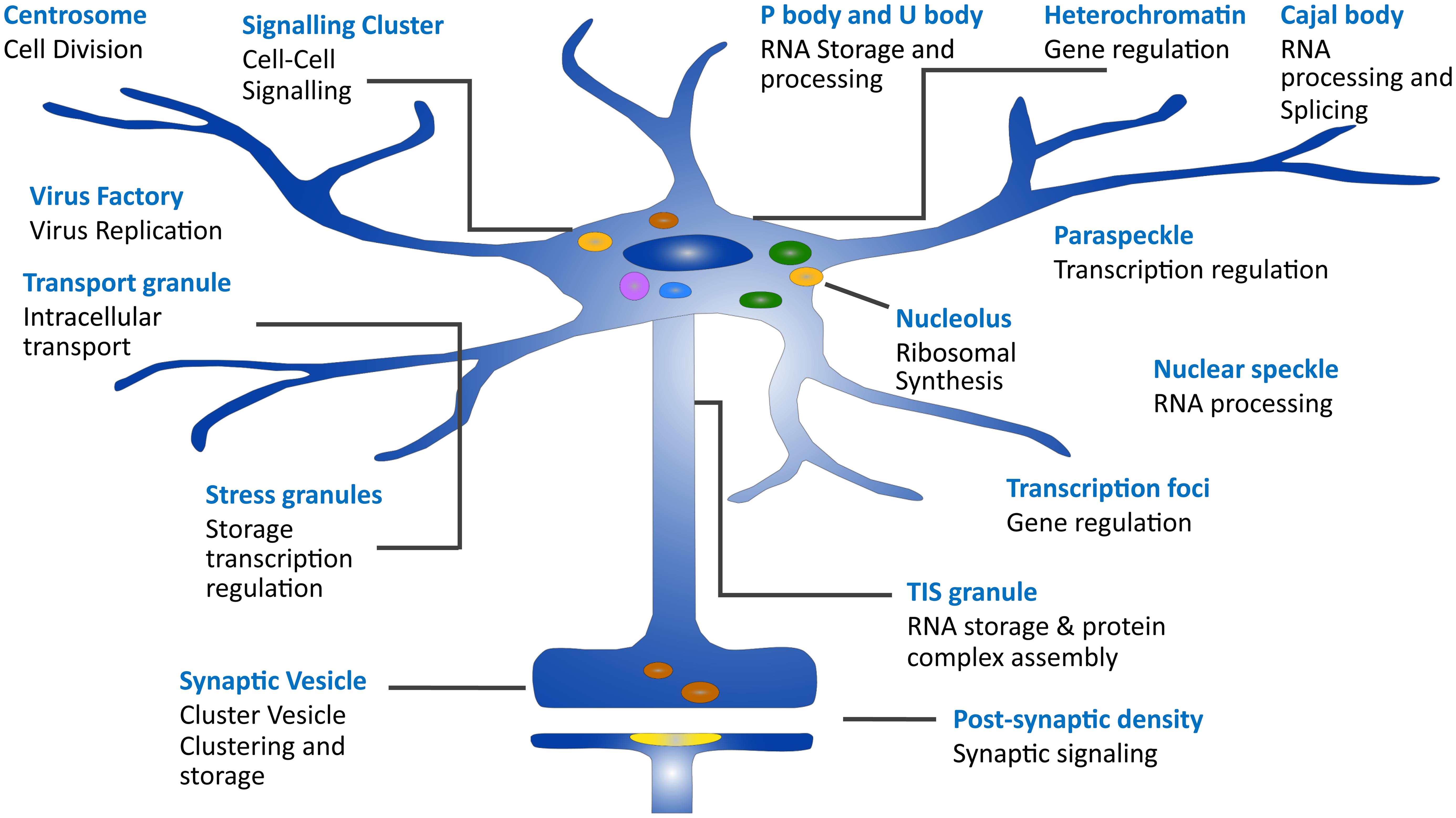 Functions of biomolecular condensates.