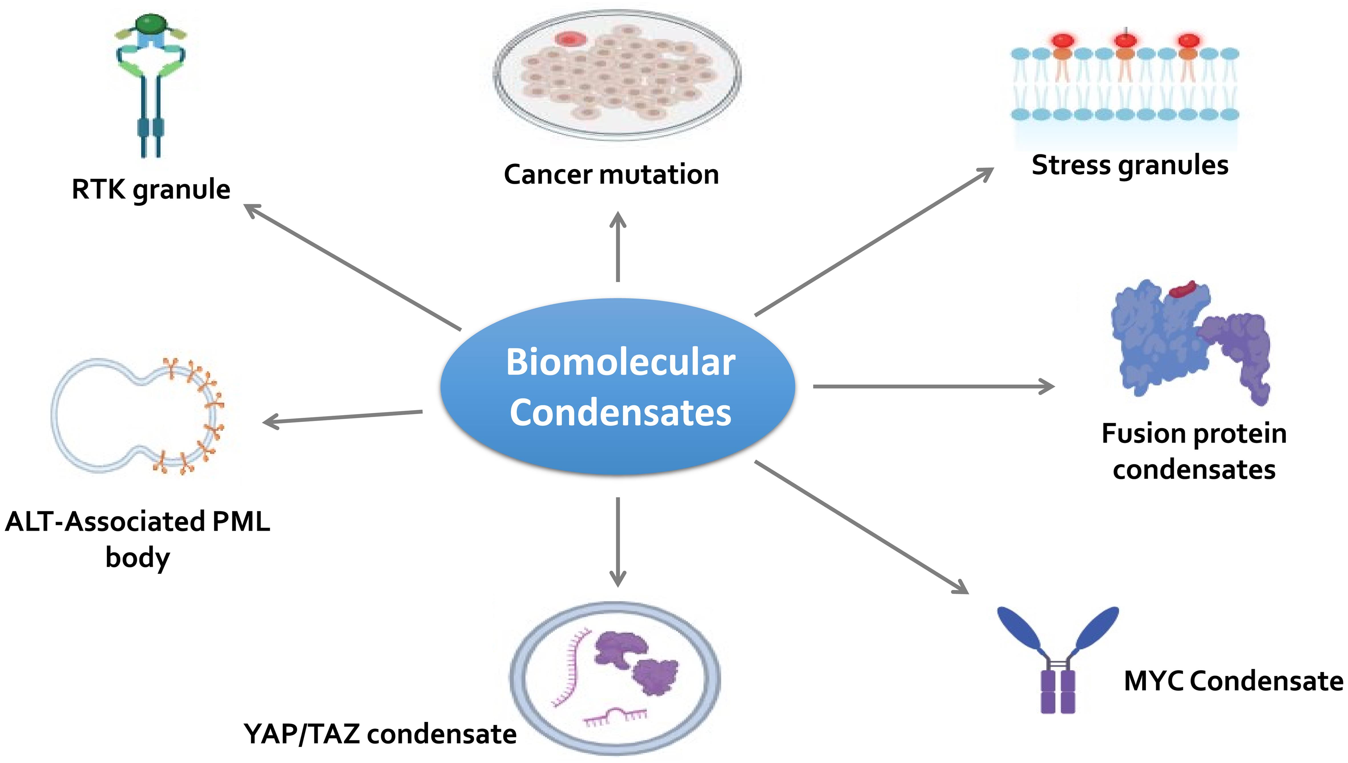 Examples of biomolecular condensates in the literature that are involved in cancer genesis and development.