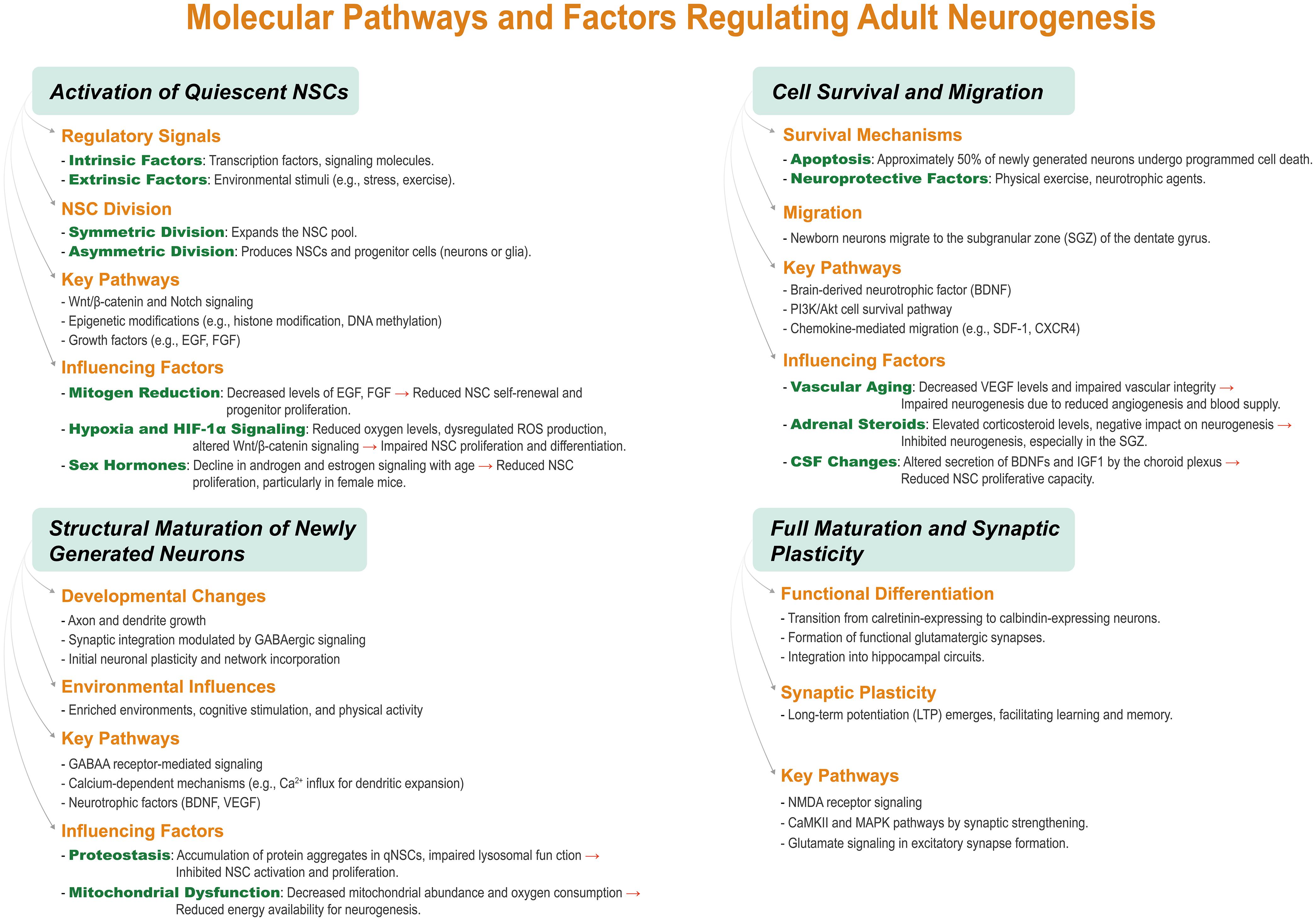 Molecular pathways and factors regulating adult neurogenesis.