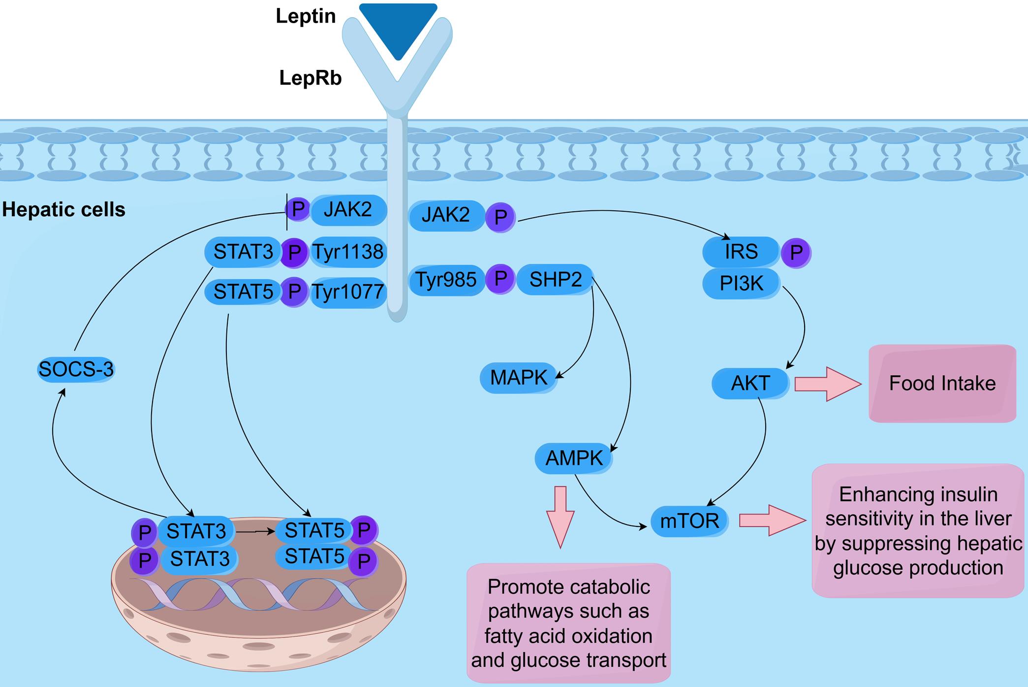 Signal transduction of the leptin receptor in hepatic cells.