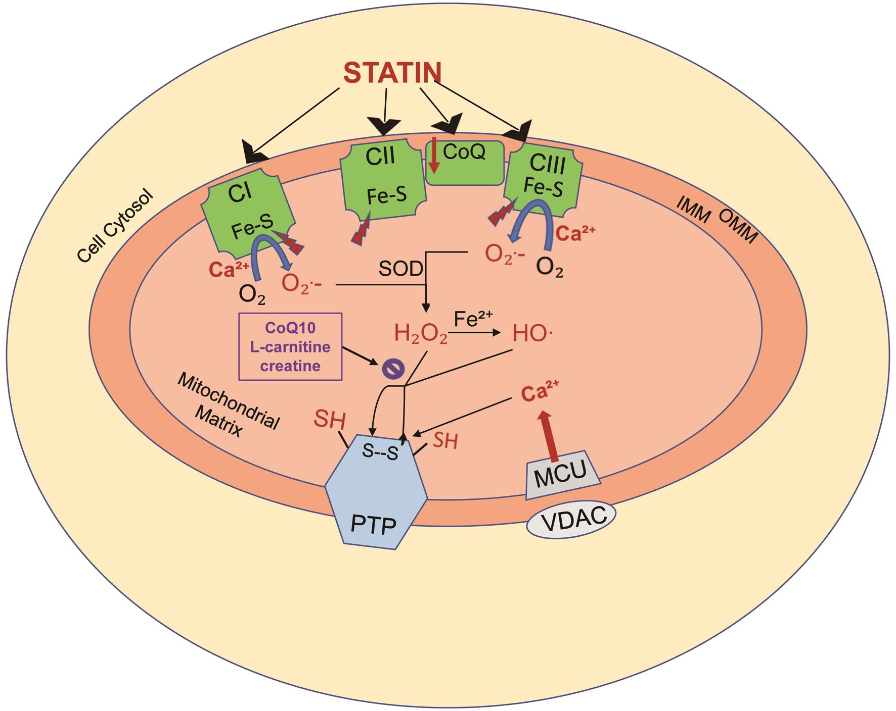 Statin-induced mitochondrial oxidative stress.