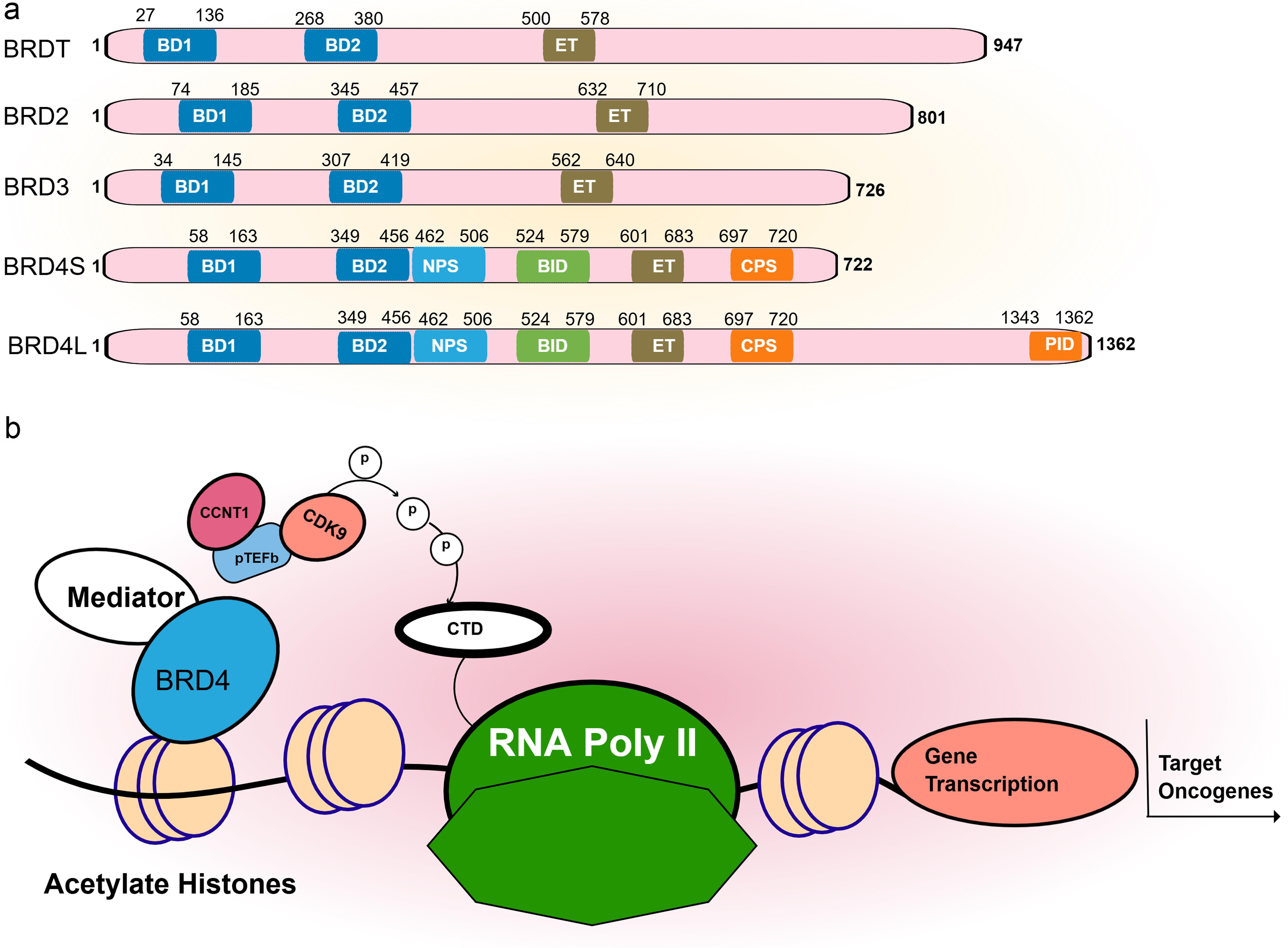 BET protein family and BRD4 mechanism of action.