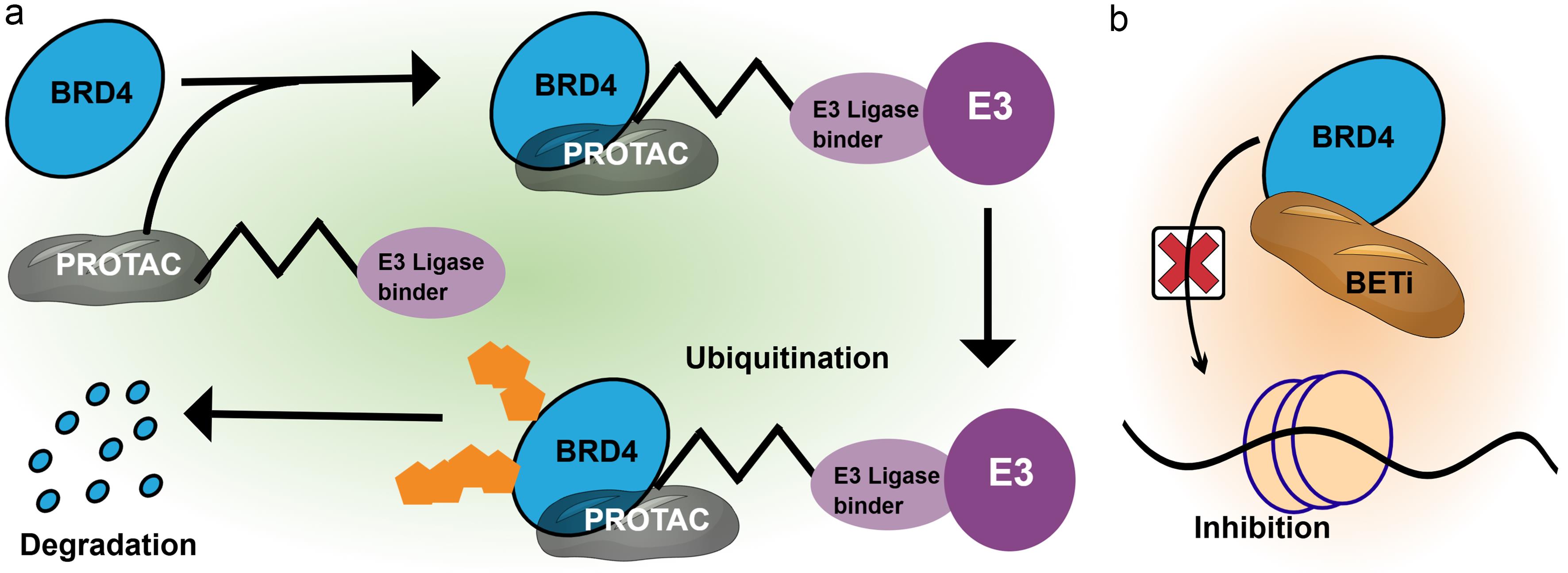 BET inhibition and BRD4 degradation.