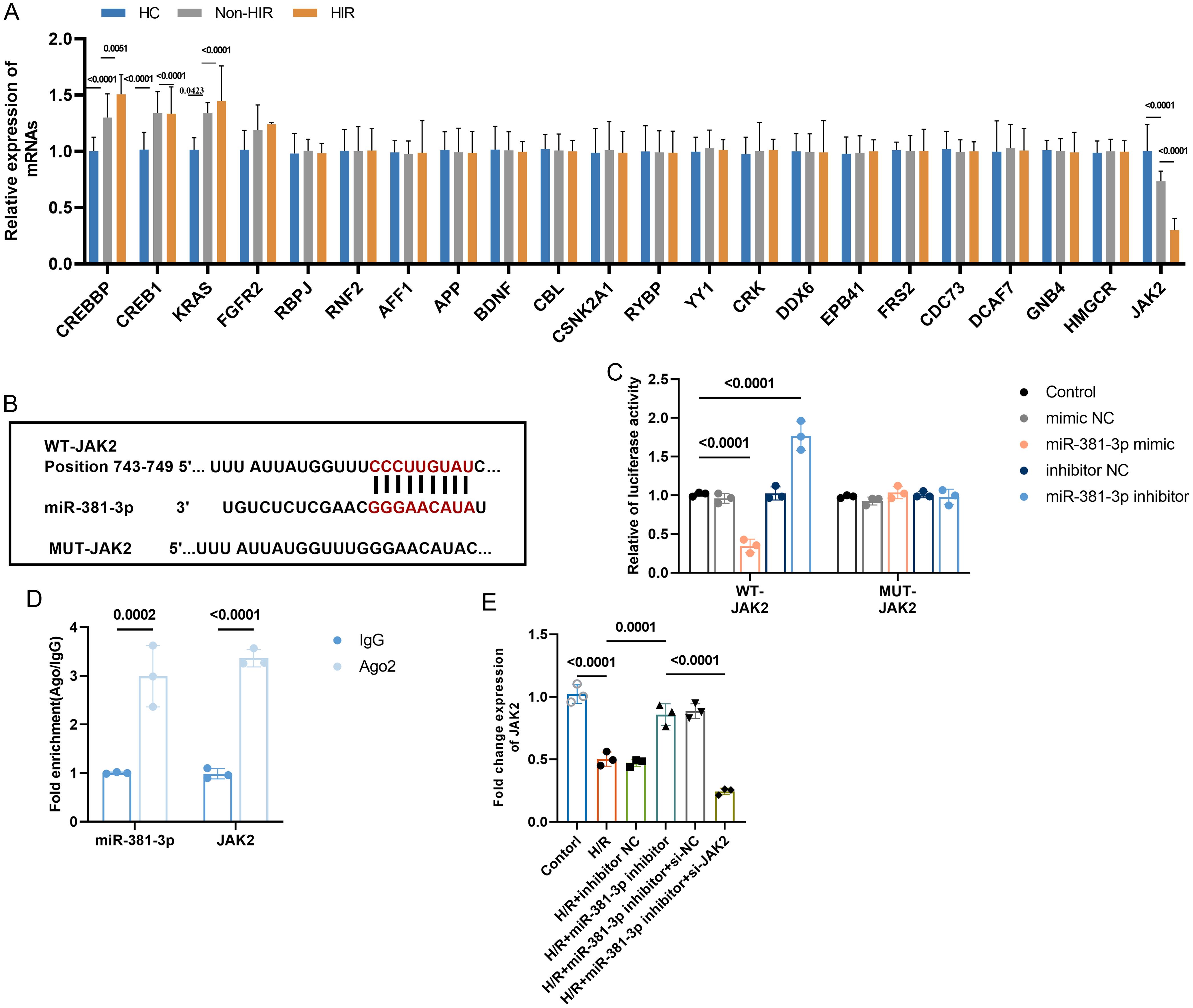 Expression analysis of miR-381-3p and JAK2 in the HIR injury model.