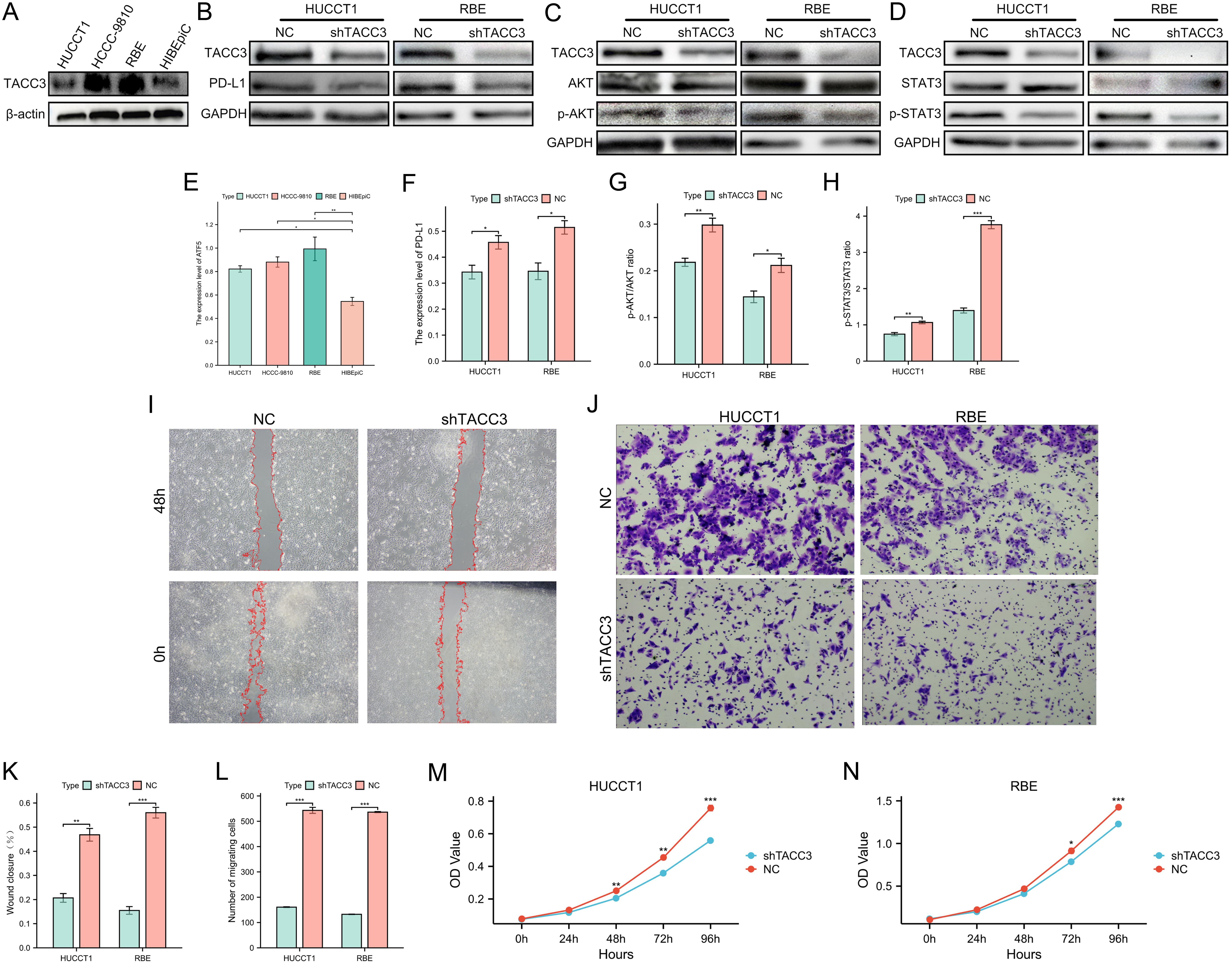 Analysis of TACC3 knockdown on protein expression and malignant phenotypes in ICC cell lines.