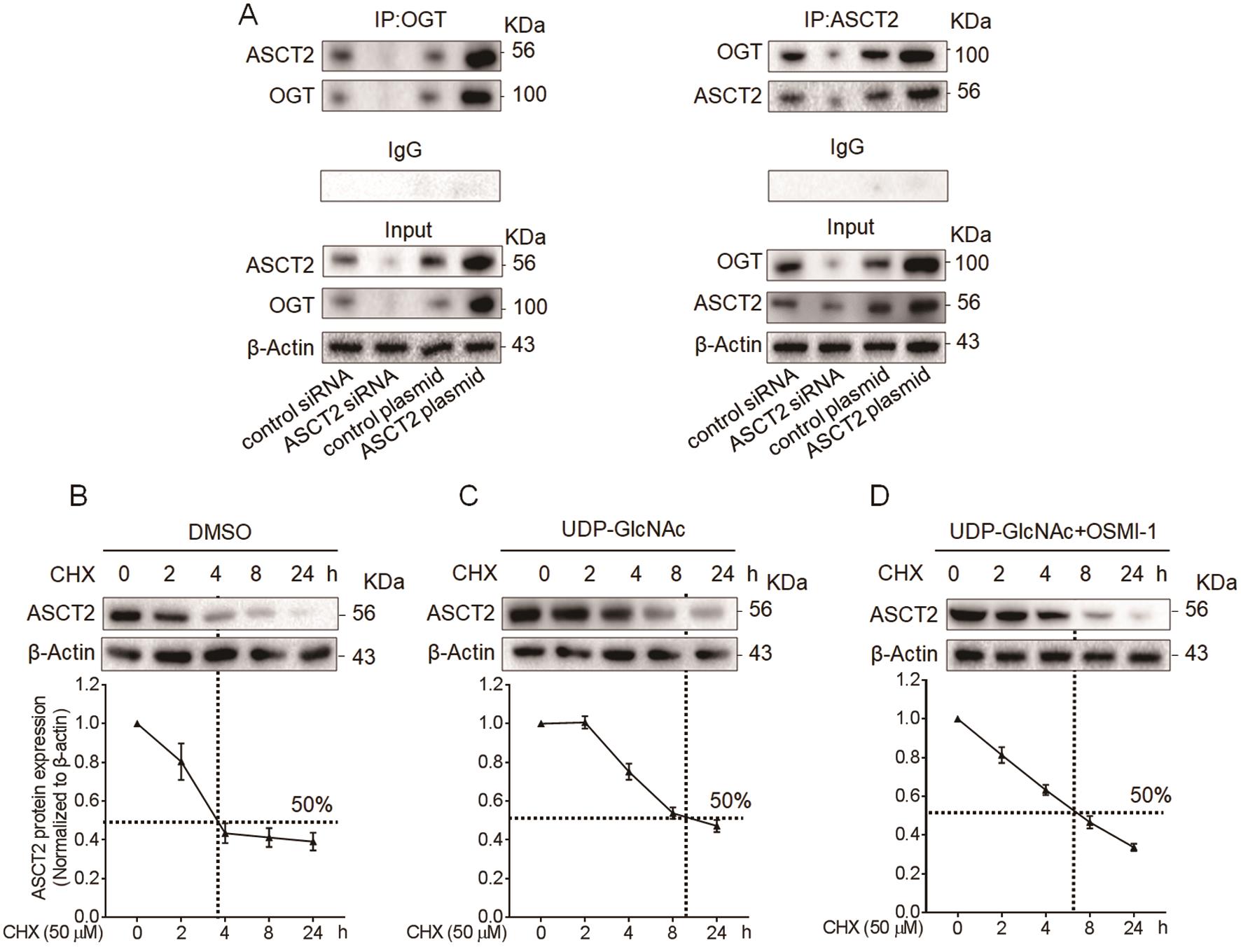 <italic>O</italic>-GlcNAcylation of ASCT2 interacted with OGT contributing to ASCT2 protein stability in hepatic stellate cells.