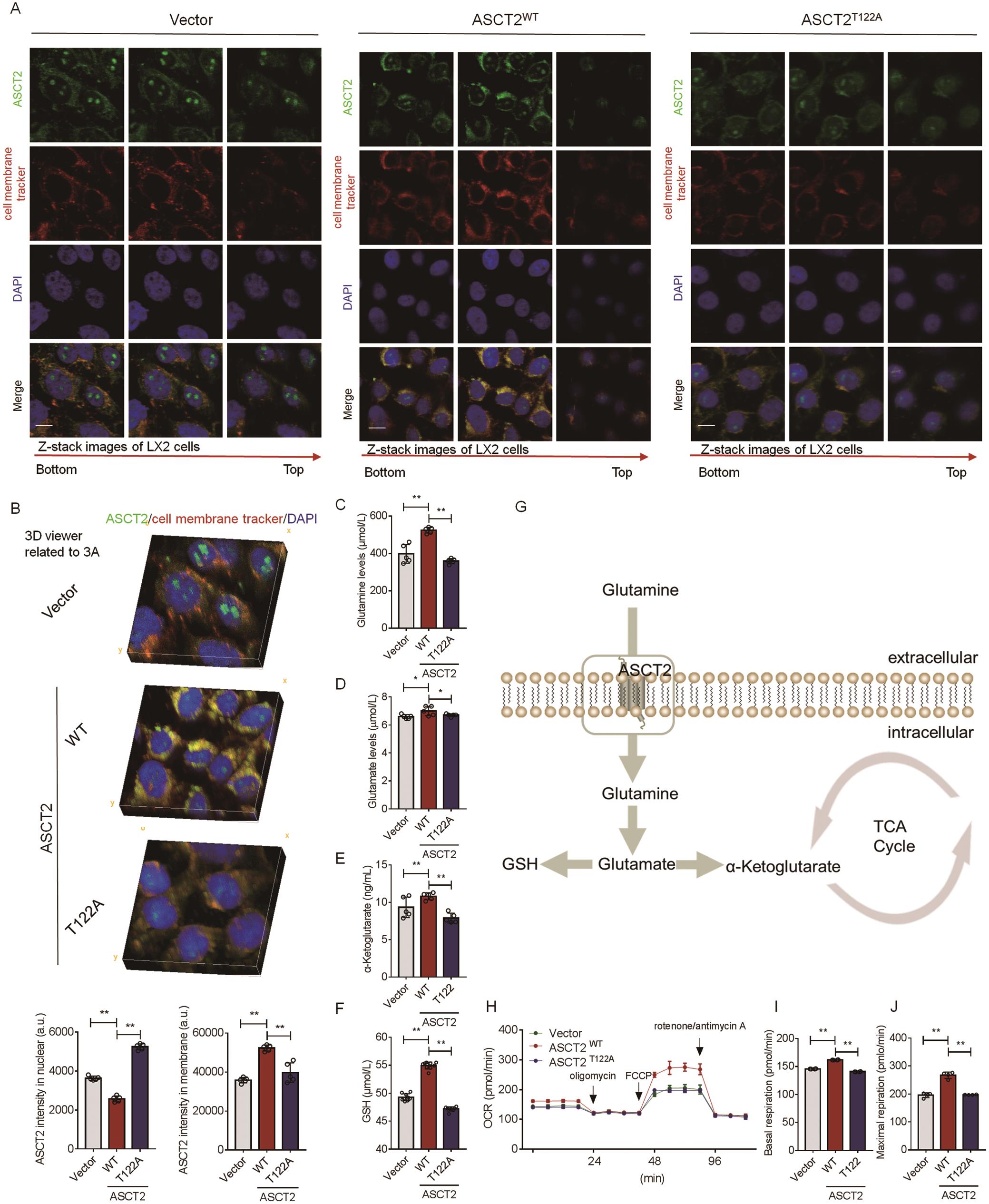 Thr122 O-GlcNAcylation mediates membrane trafficking of ASCT2 for glutaminolysis in hepatic stellate cells.