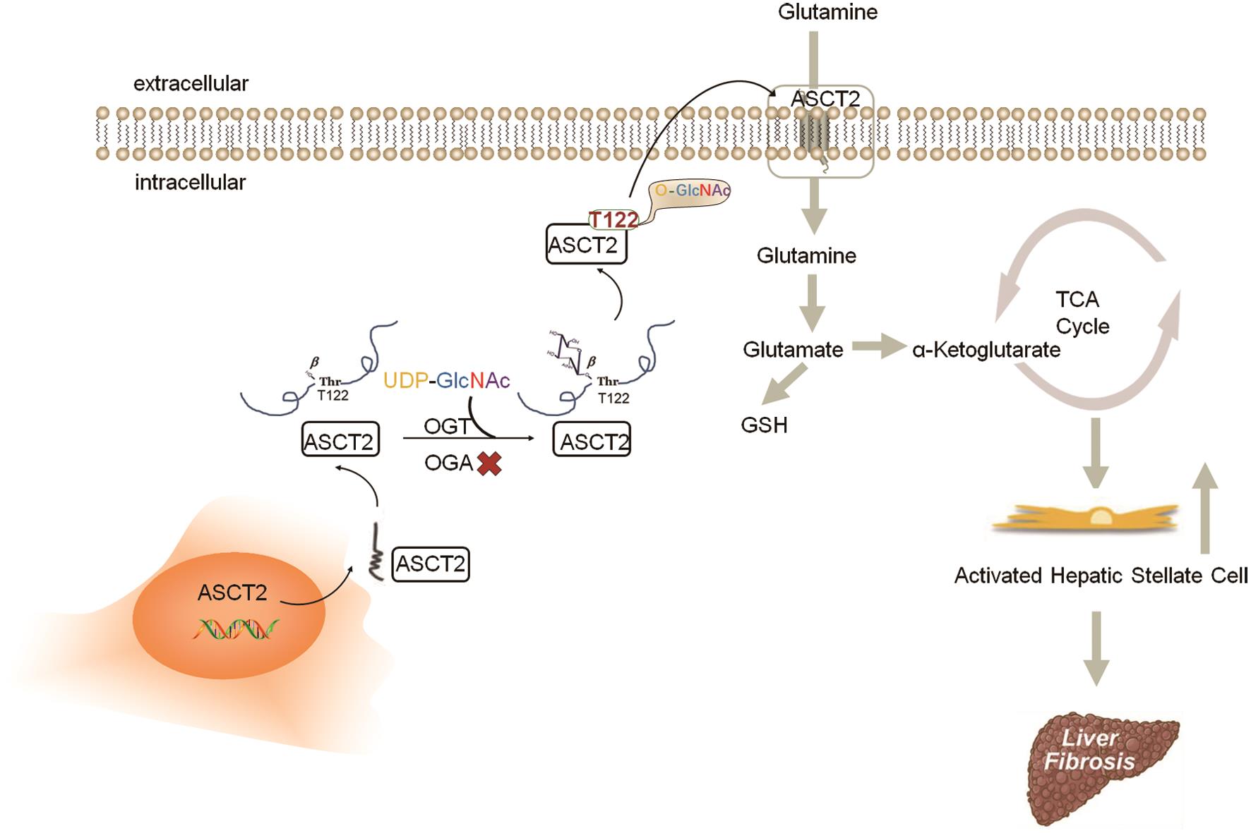 Schematic illustration of the molecular mechanism underlying the role of ASCT2 <italic>O</italic>-GlcNAcylation in HSC activation and liver fibrosis.