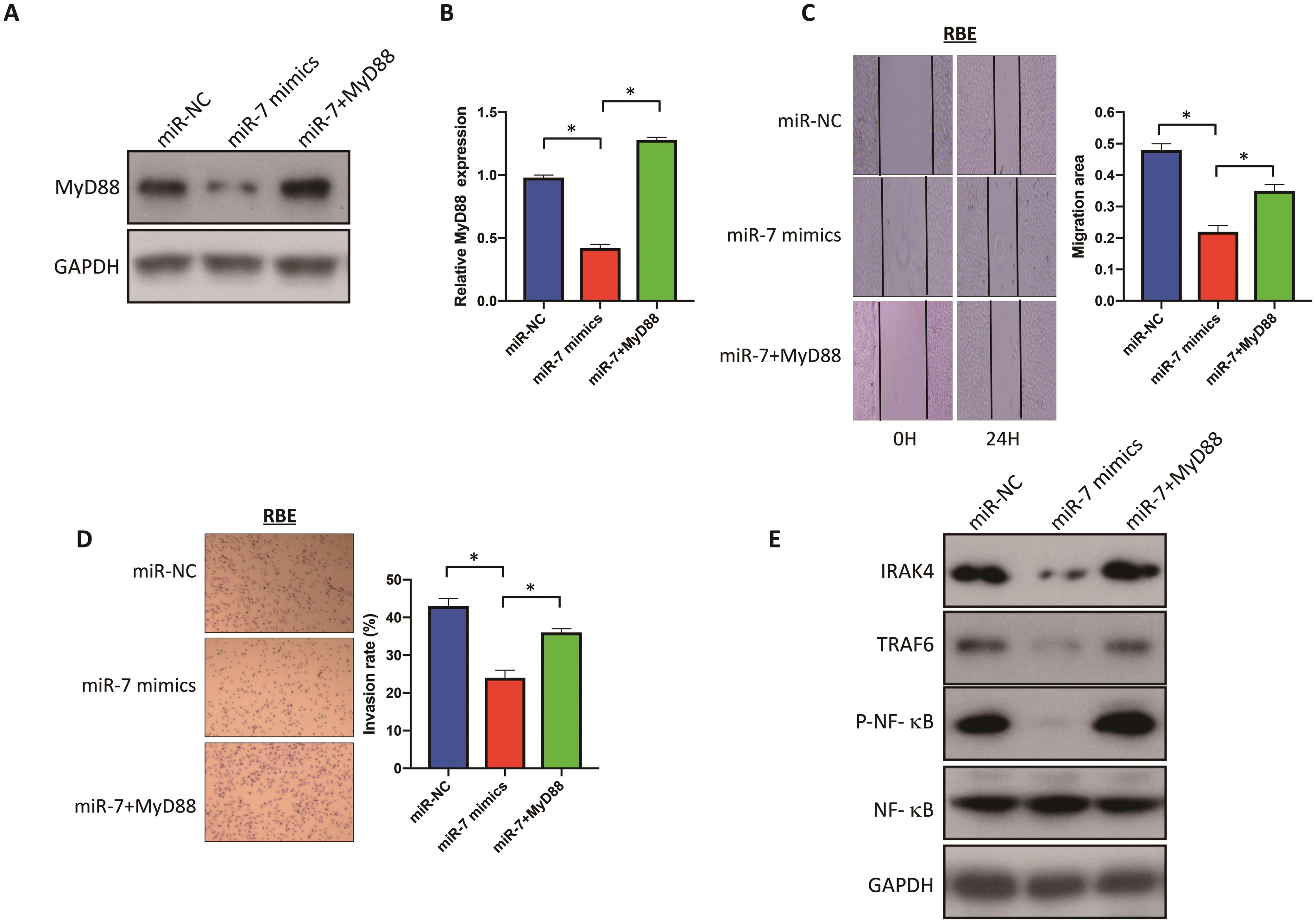 Overexpression of MyD88 counteracted the effects of miR-7-5p in RBE cells.