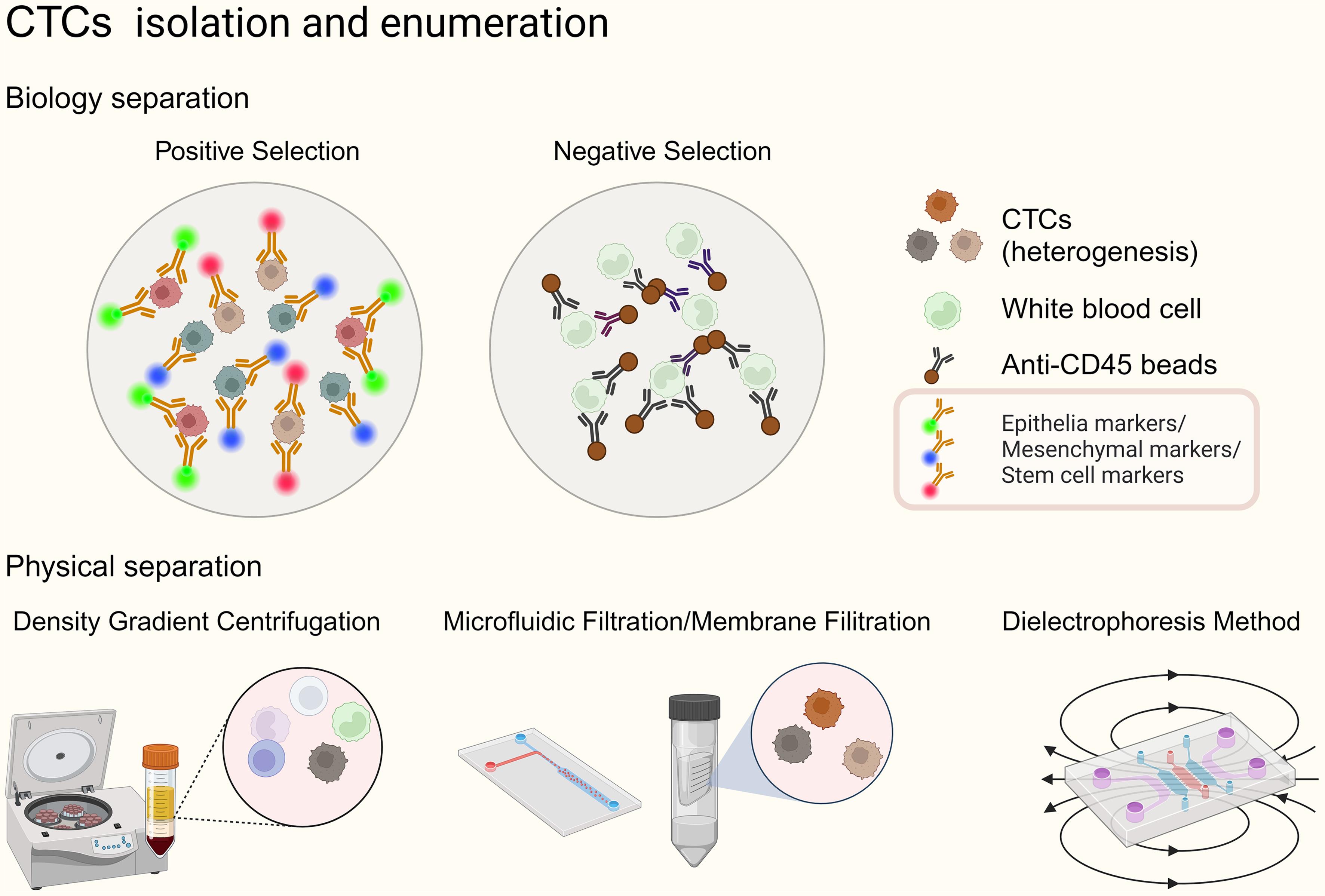 Separation methods for circulating tumor cells (CTCs).