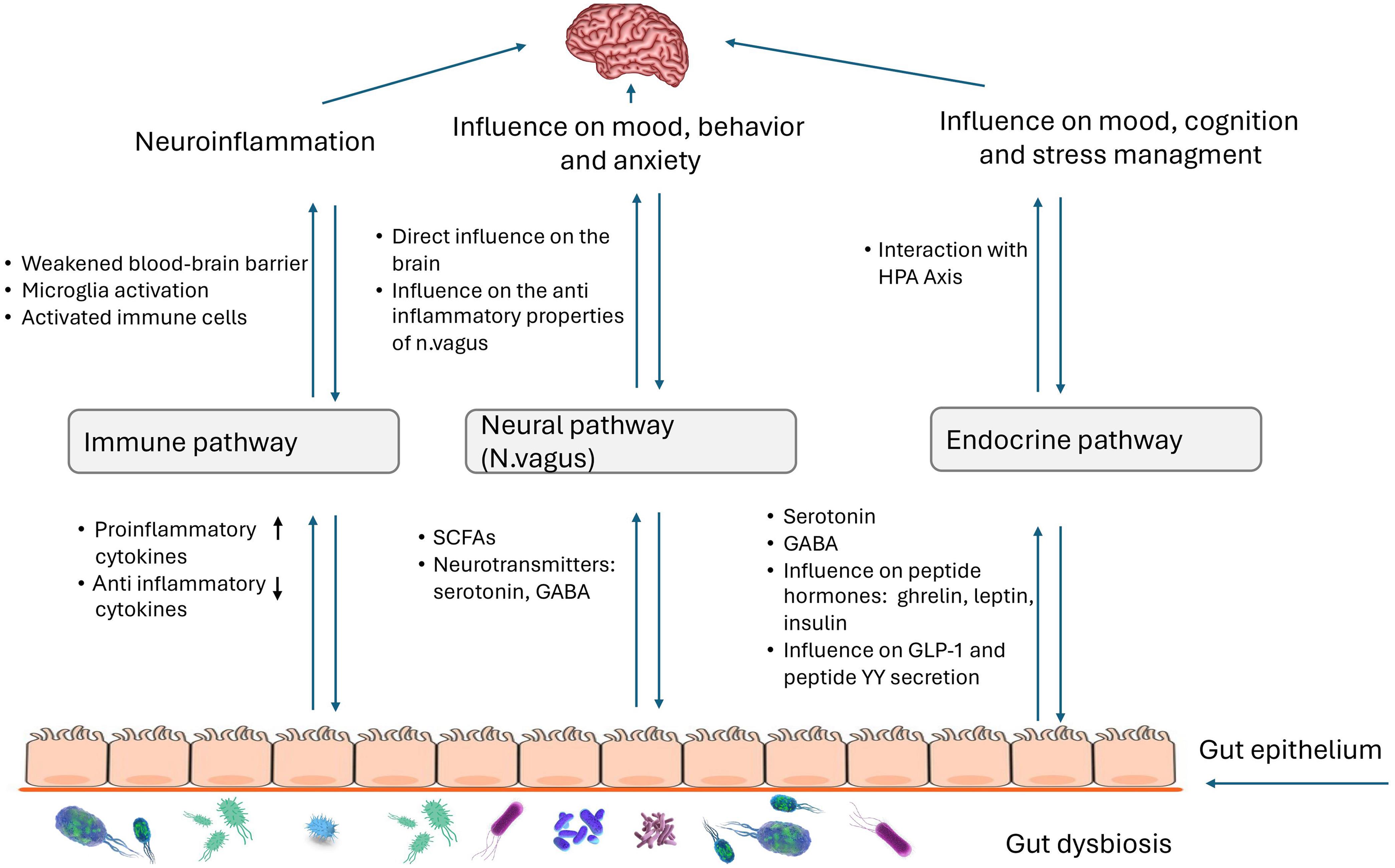 Gut-brain axis and microbiota interactions.