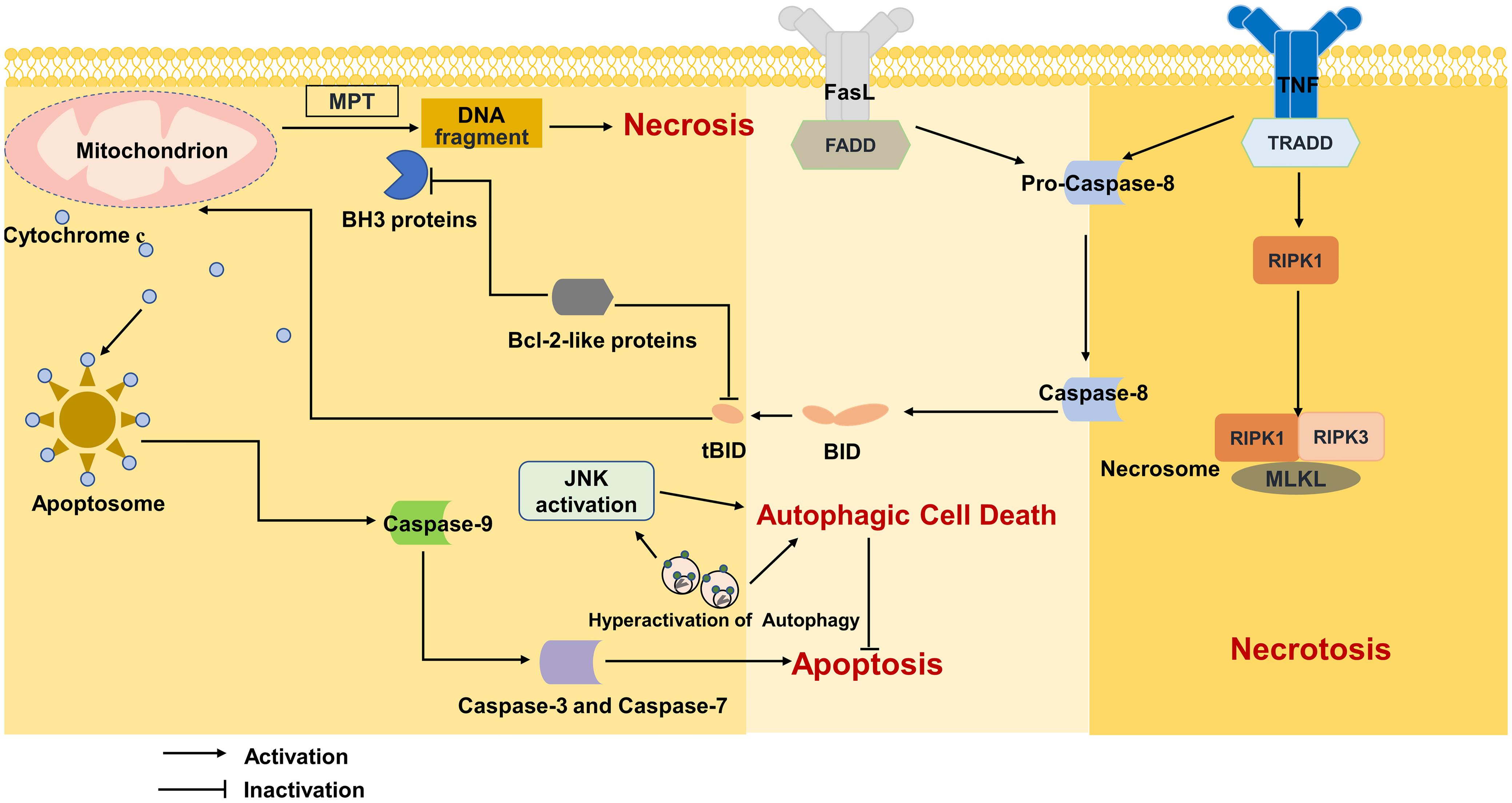 Mechanism of apoptosis, necrosis, necroptosis and autophagy.