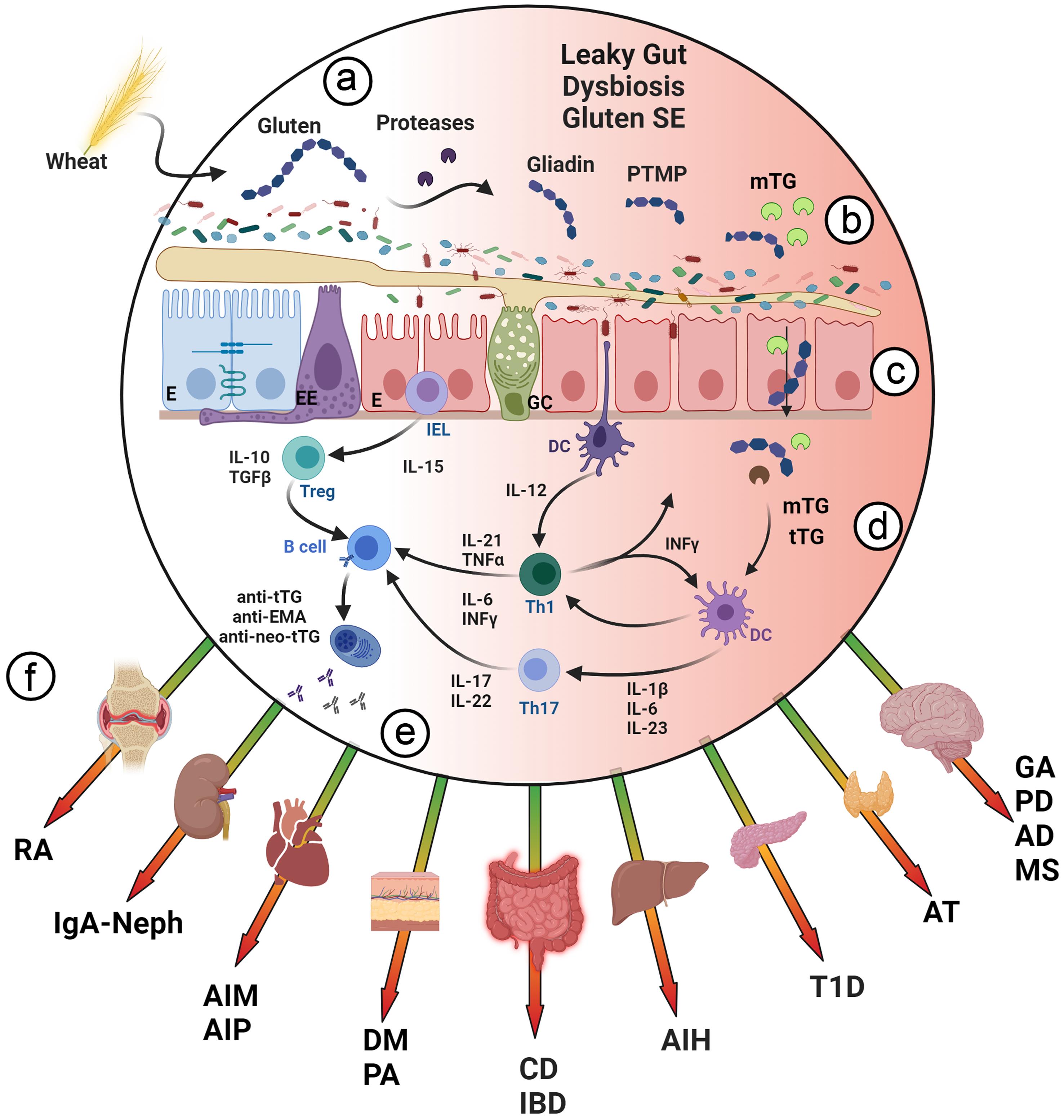 Pathogenic mechanisms by which gluten/gliadin peptides induce inflammation in remote organs, and the extended potential harmful effects in non-celiac ADs.