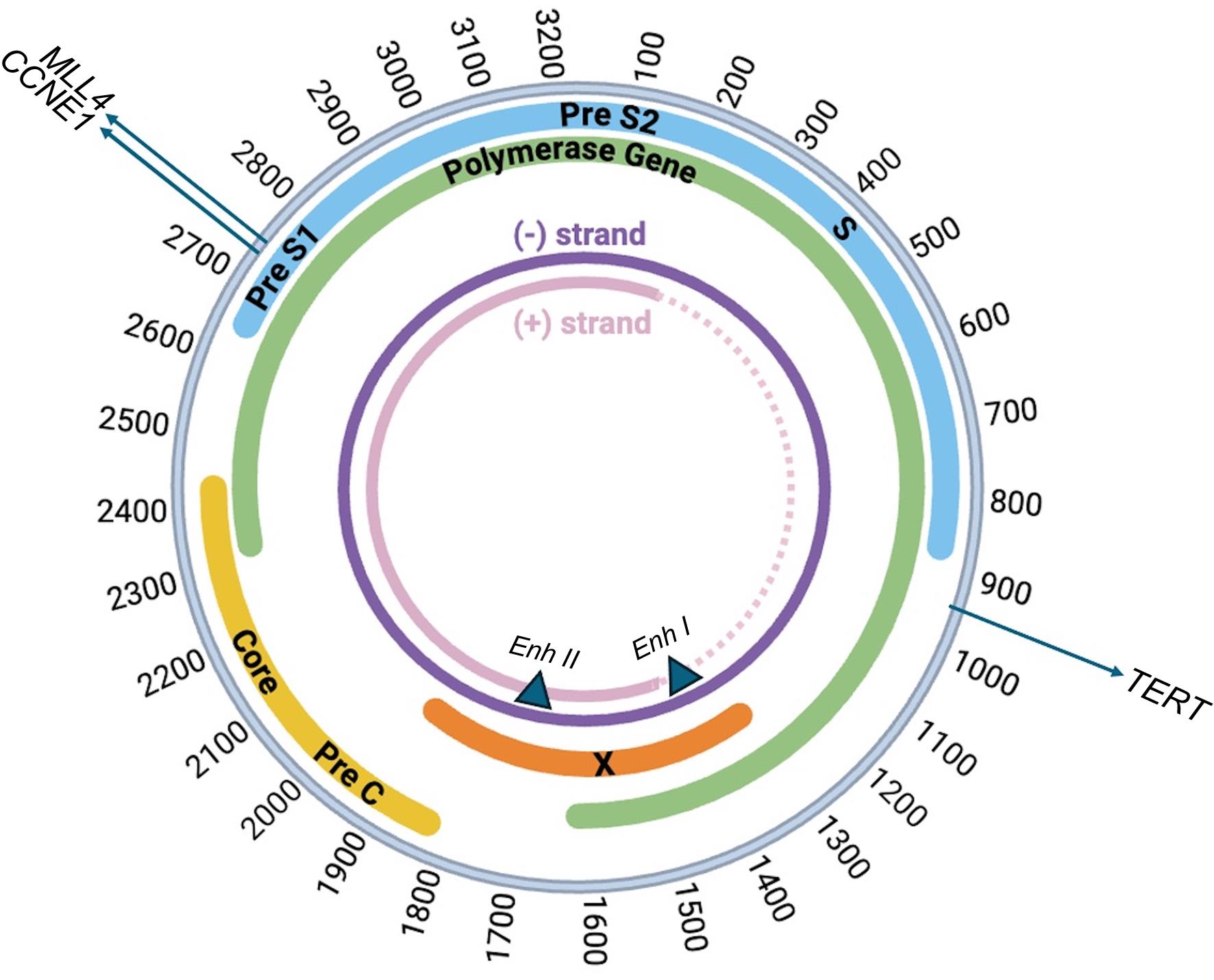 HBV genomic breakage/linearization hotspots and common integration-receptive host genes.