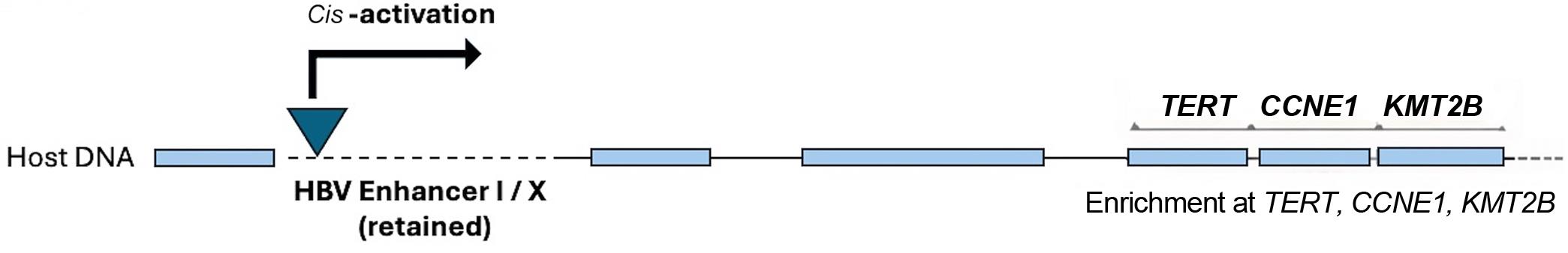 <italic>Cis</italic>-activation mechanisms of HBV integration-mediated hepatocarcinogenesis.