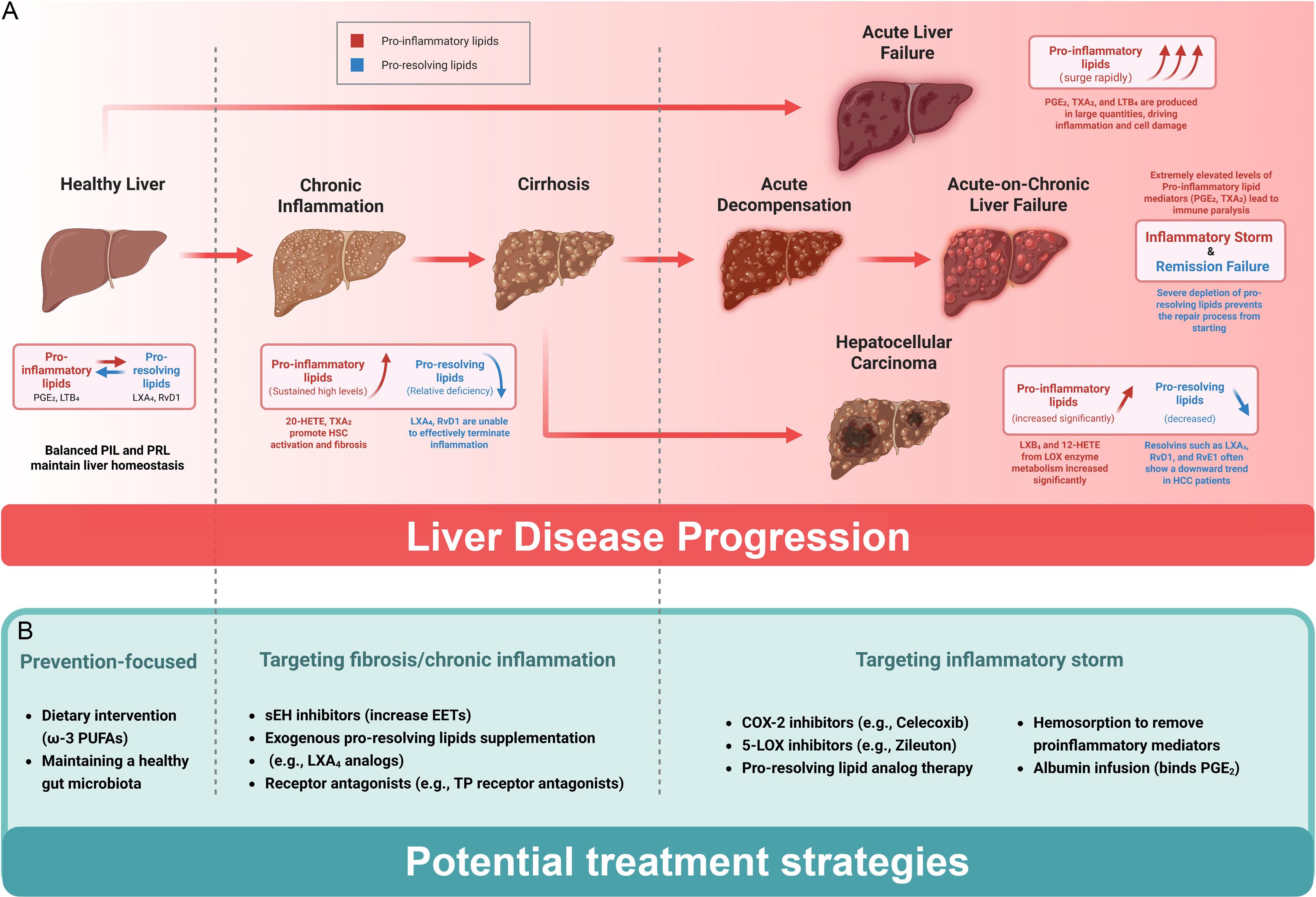 Dynamic changes of oxylipins and therapeutic opportunities during liver disease progression.