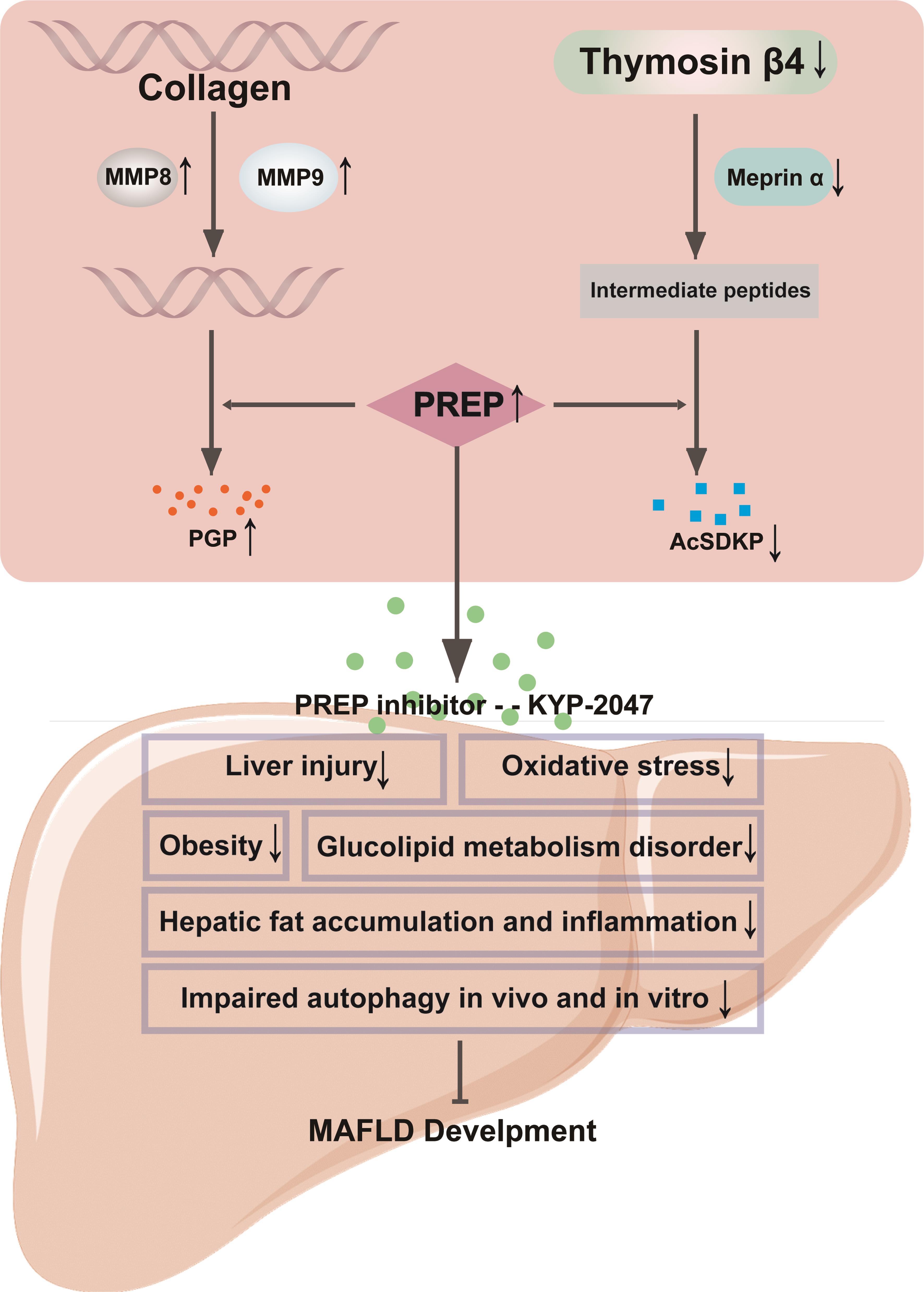 The PREP-PGP/AcSDKP system was developing in the direction of proinflammatory MMP8/9-PREP-PGP during MAFLD development, and PREP inhibitor exerted beneficial effects on MAFLD.