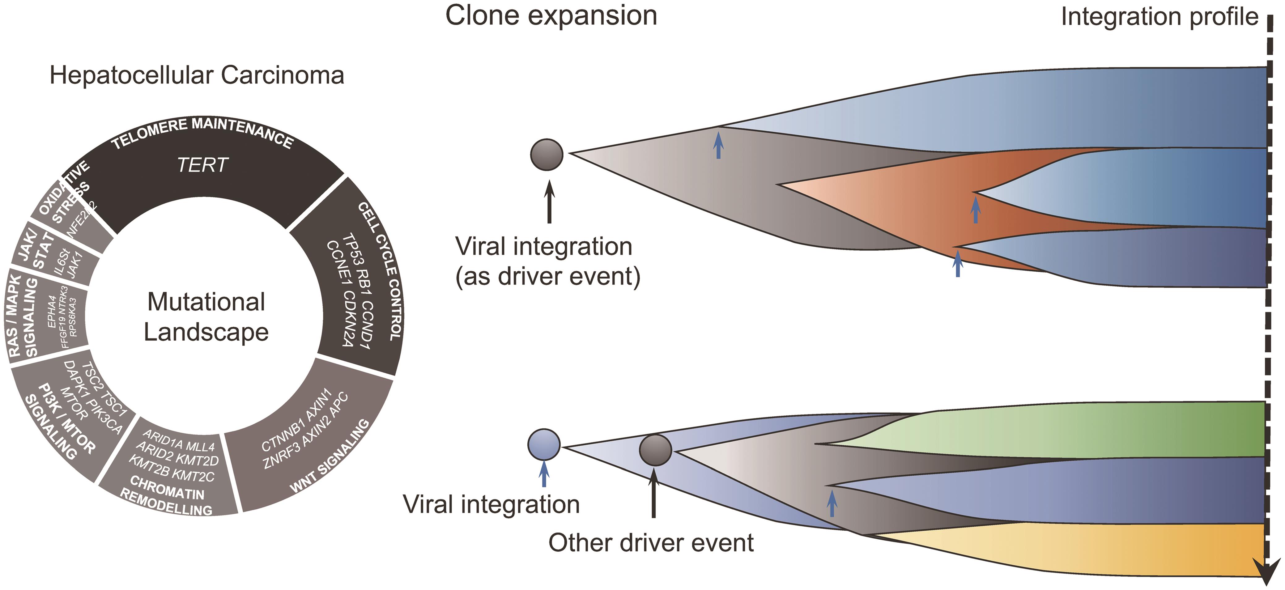 Oncogenic roles of viral integrations in clone evolution of tumorigenesis.