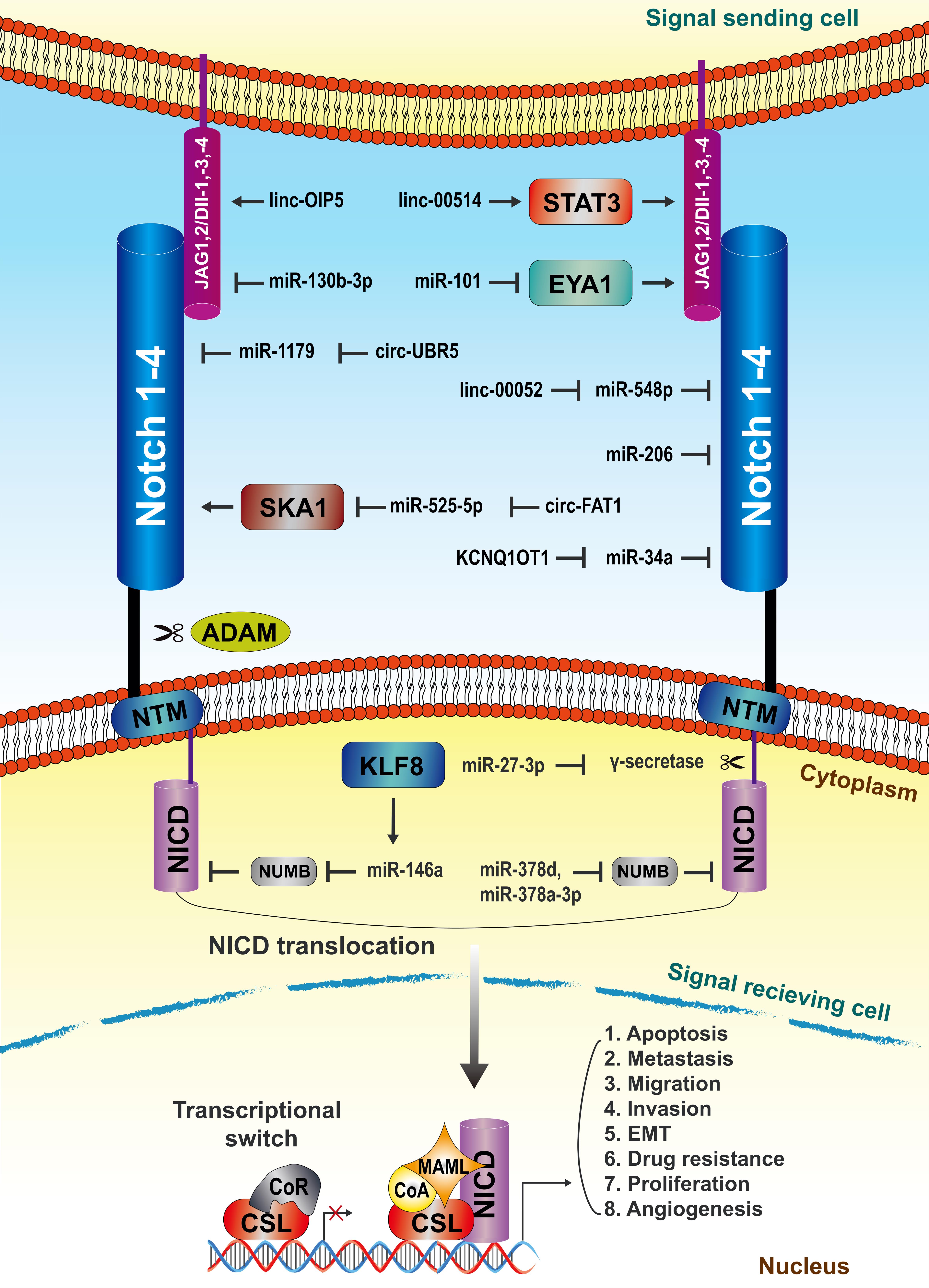 NcRNAs interfere with diverse components of the Notch signaling pathway.