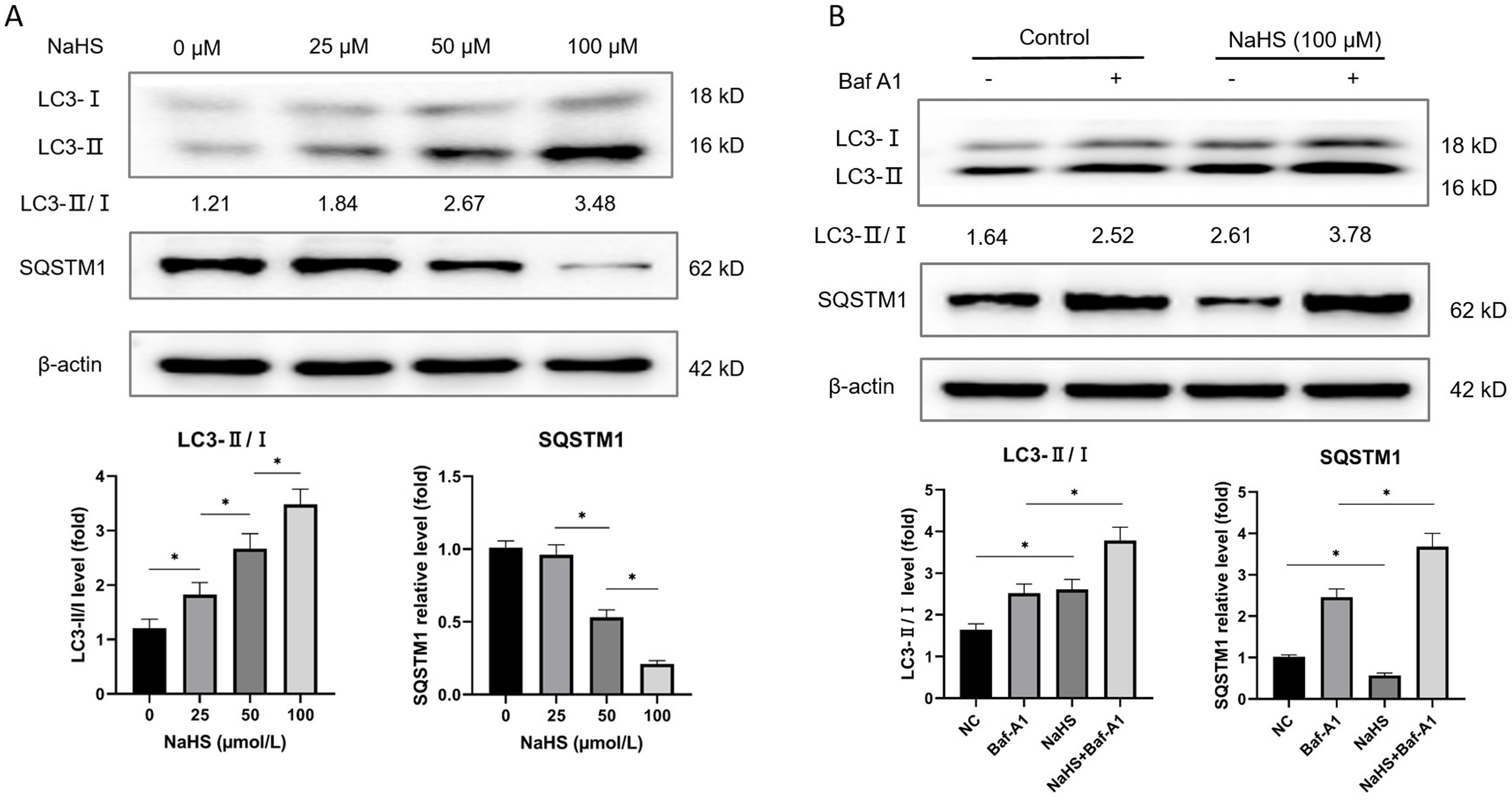 H<sub>2</sub>S promoted platelet autophagy.