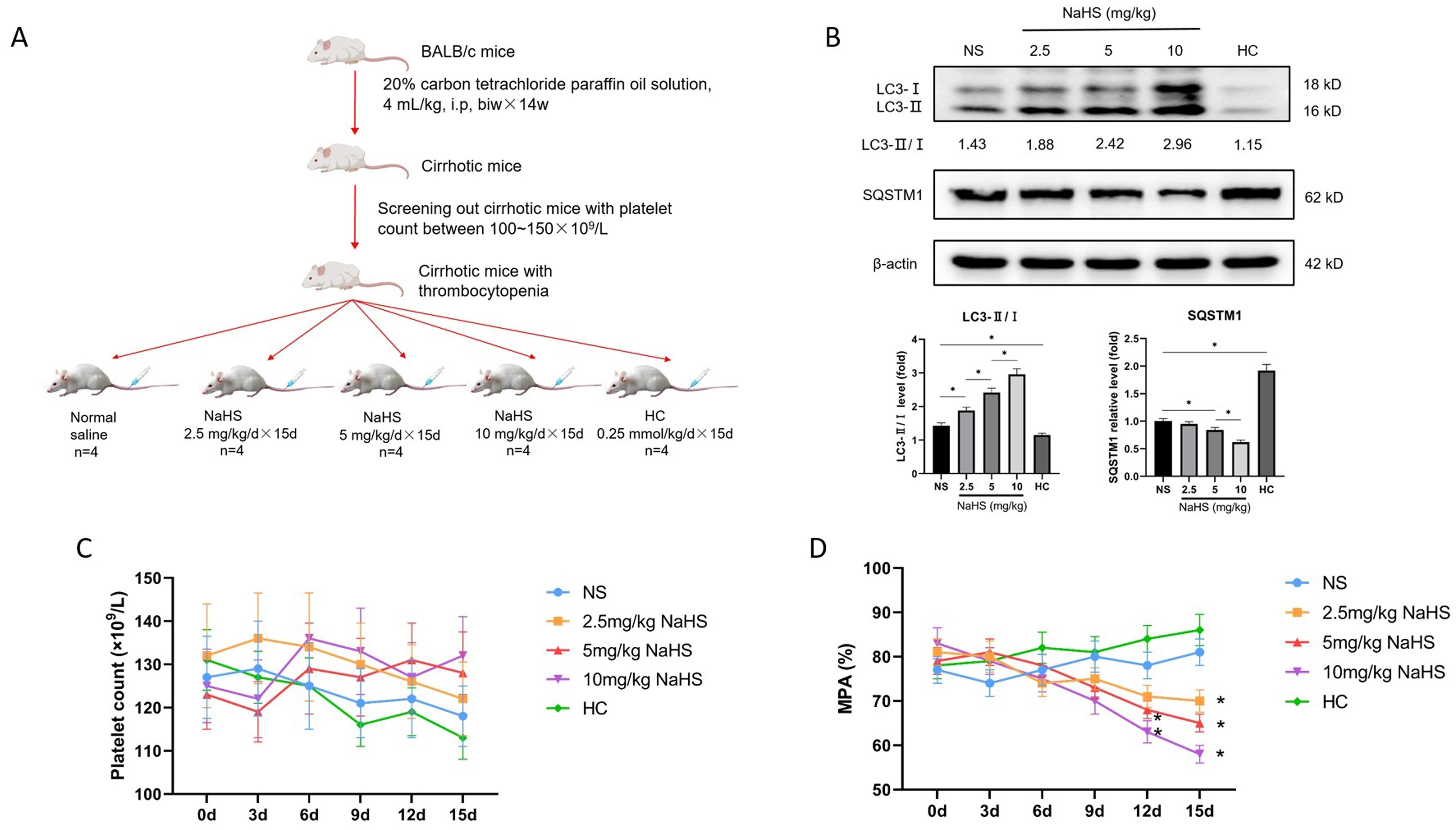 H<sub>2</sub>S promoted platelet autophagy and reduced platelet aggregation <italic>in vivo</italic>.