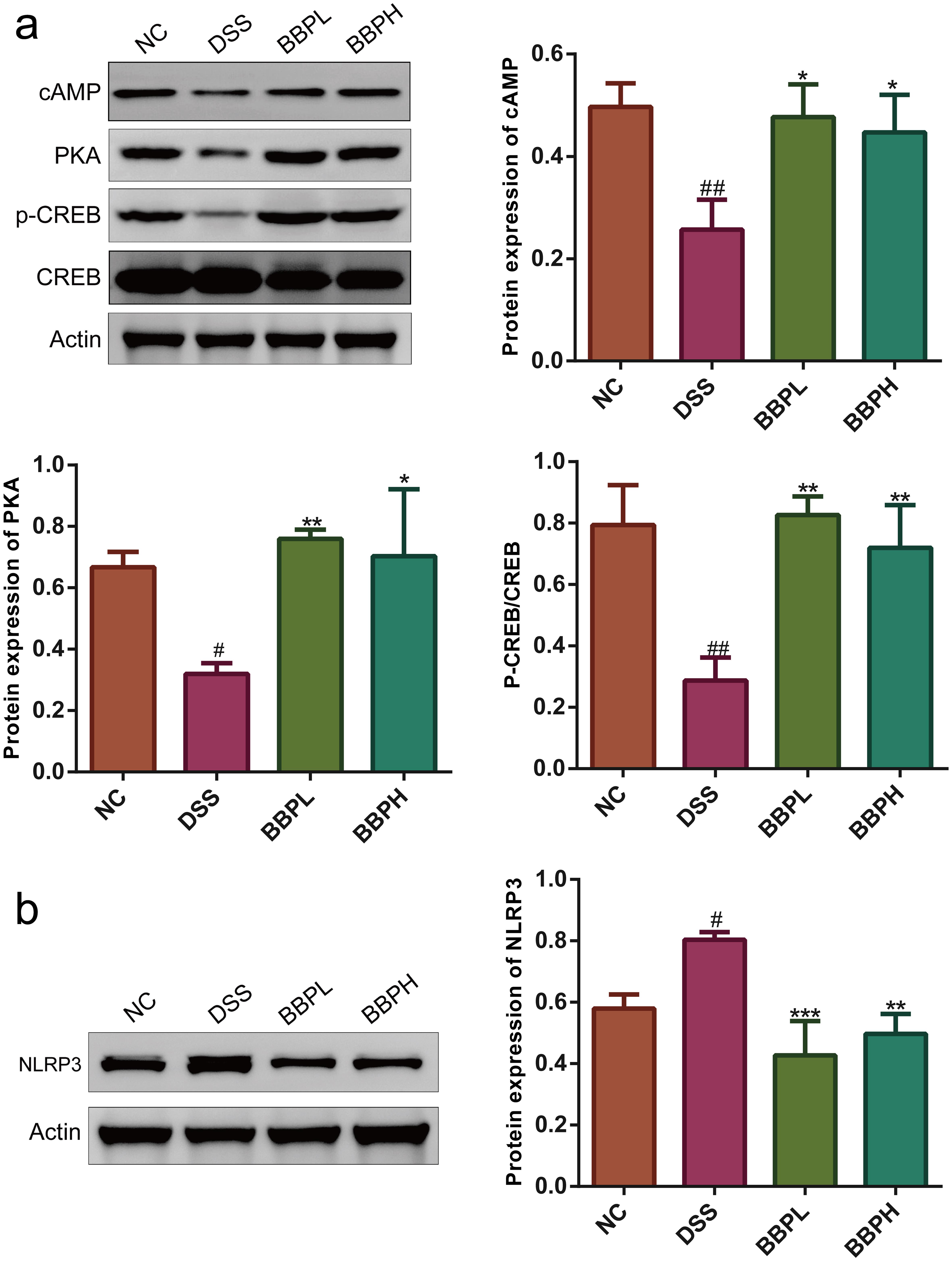 BBP regulates protein expression in colon tissue of UC mice.