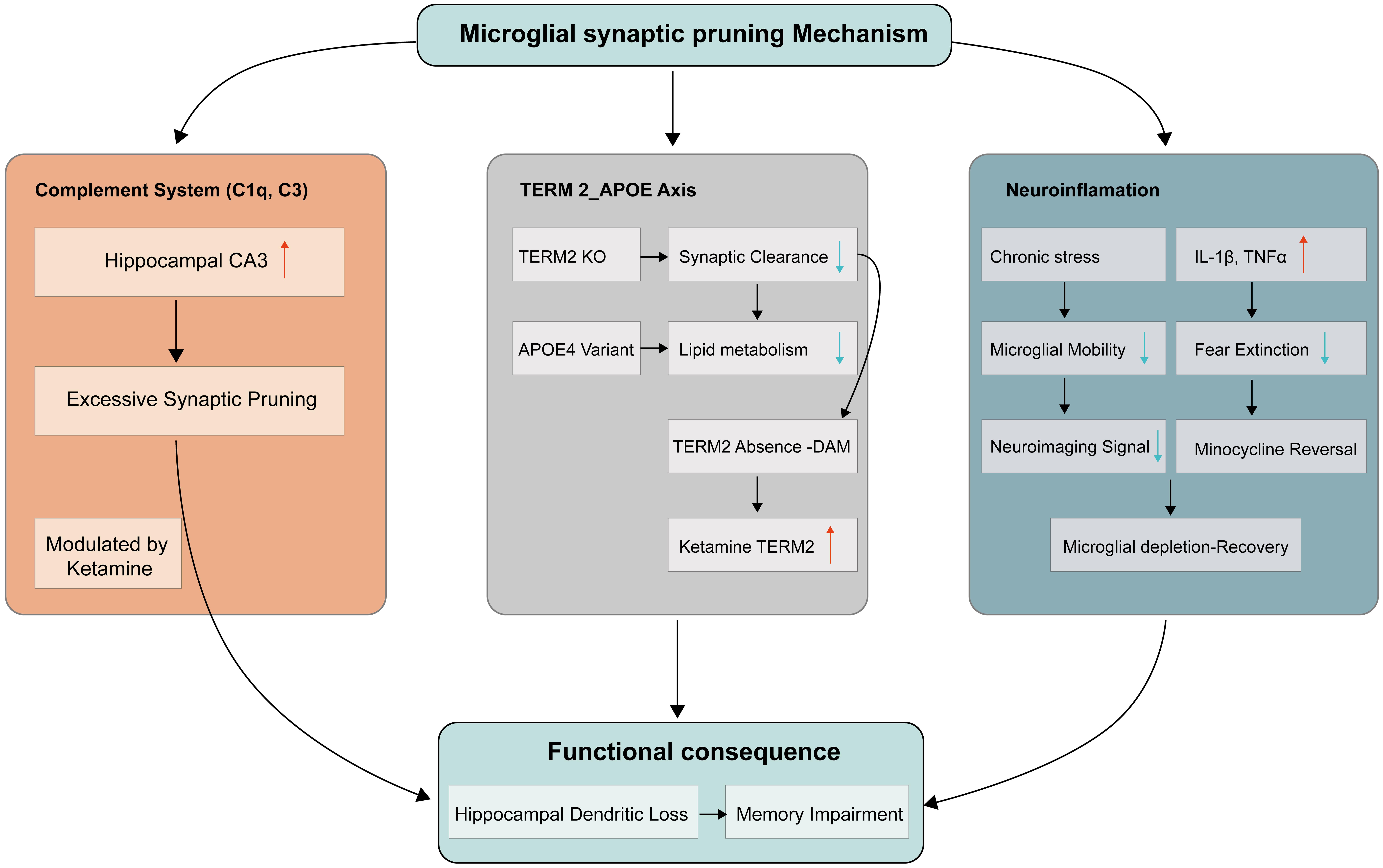 Microglia prune synapses via three key pathways: complement system (C1q/C3) causing over-pruning and hyperconnectivity; triggering receptor expressed on myeloid cells 2–apolipoprotein E (TREM2–APOE) axis impairing synaptic clearance and lipid metabolism; and neuroinflammation (e.g., stress, interleukin 1 beta [IL-1β]) driving synaptic loss and fear extinction deficits — all converging on functional outcomes such as memory impairment, fear generalization, and cognitive rigidity.