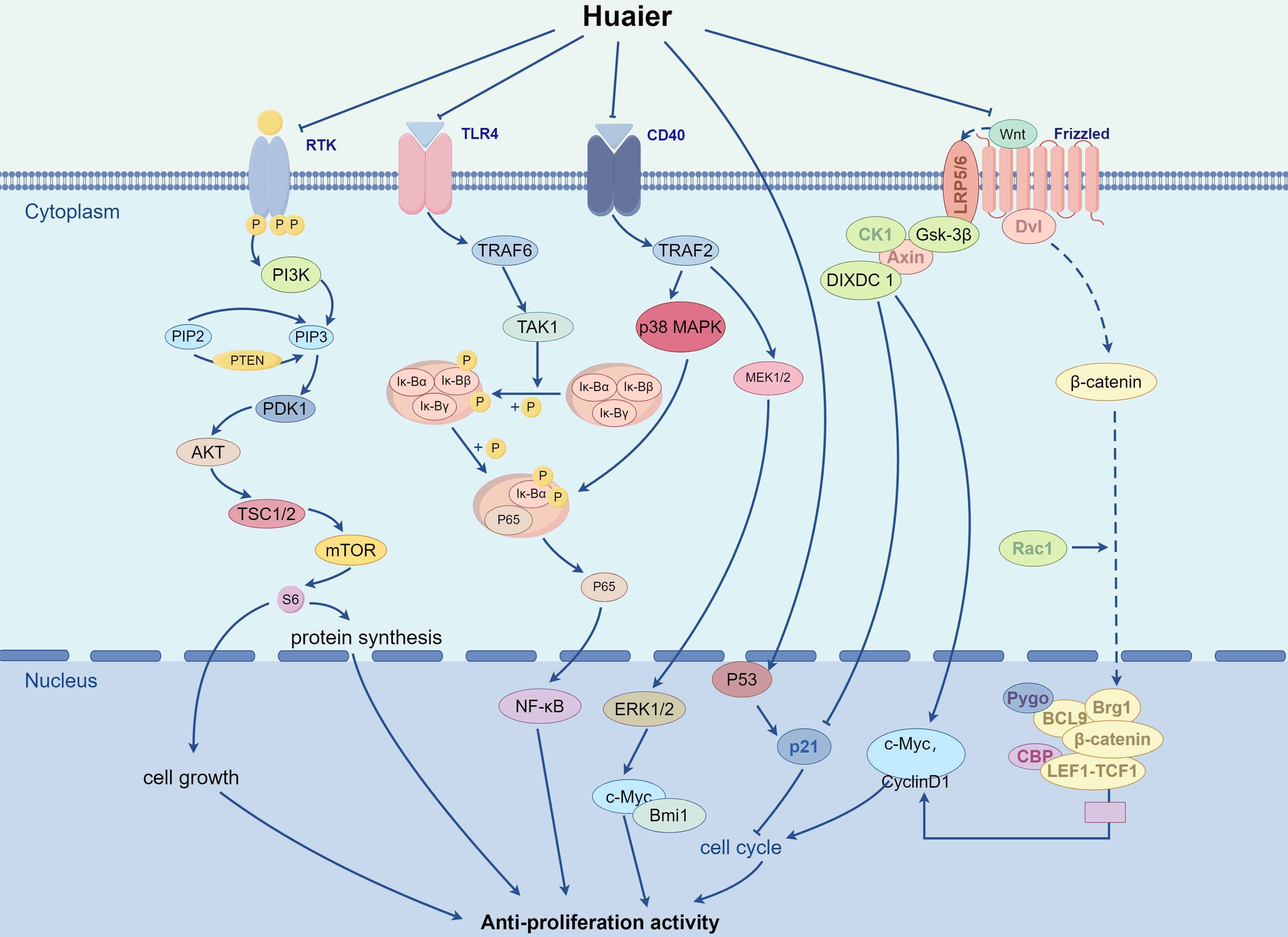 Mechanism of Huaier inhibiting cell proliferation.