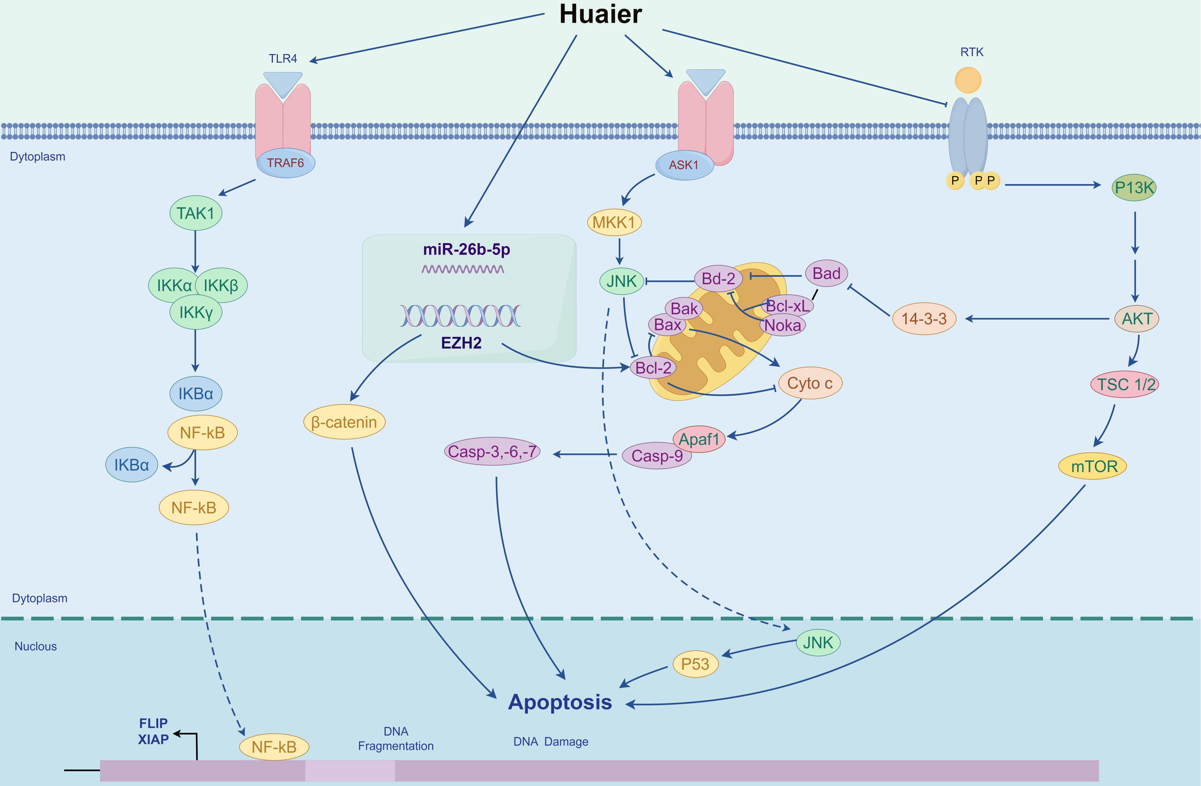 Mechanism of Huaier inducing apoptosis of cancer cells.