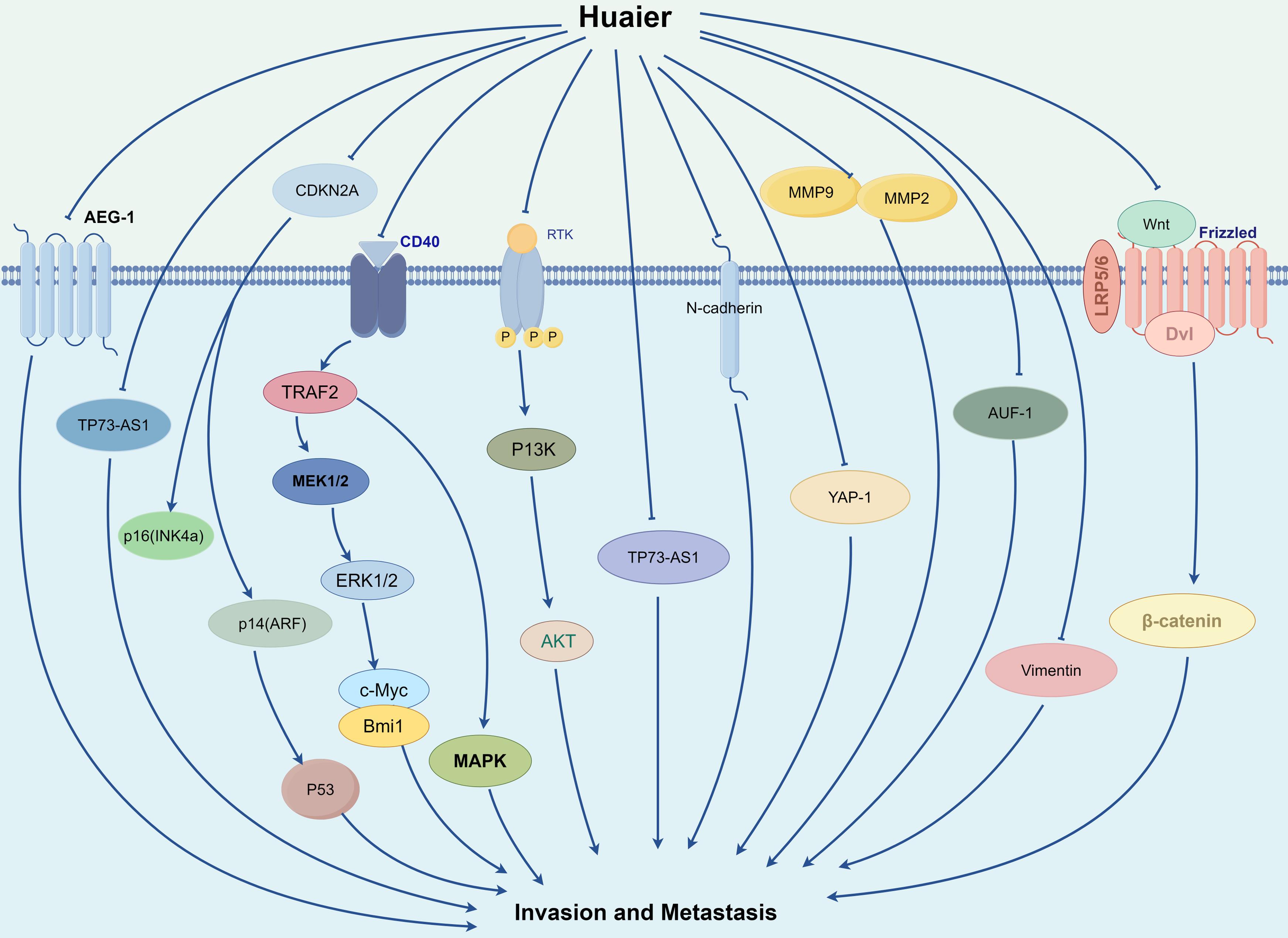 Mechanism of Huaier inhibiting cancer cell invasion and metastasis.