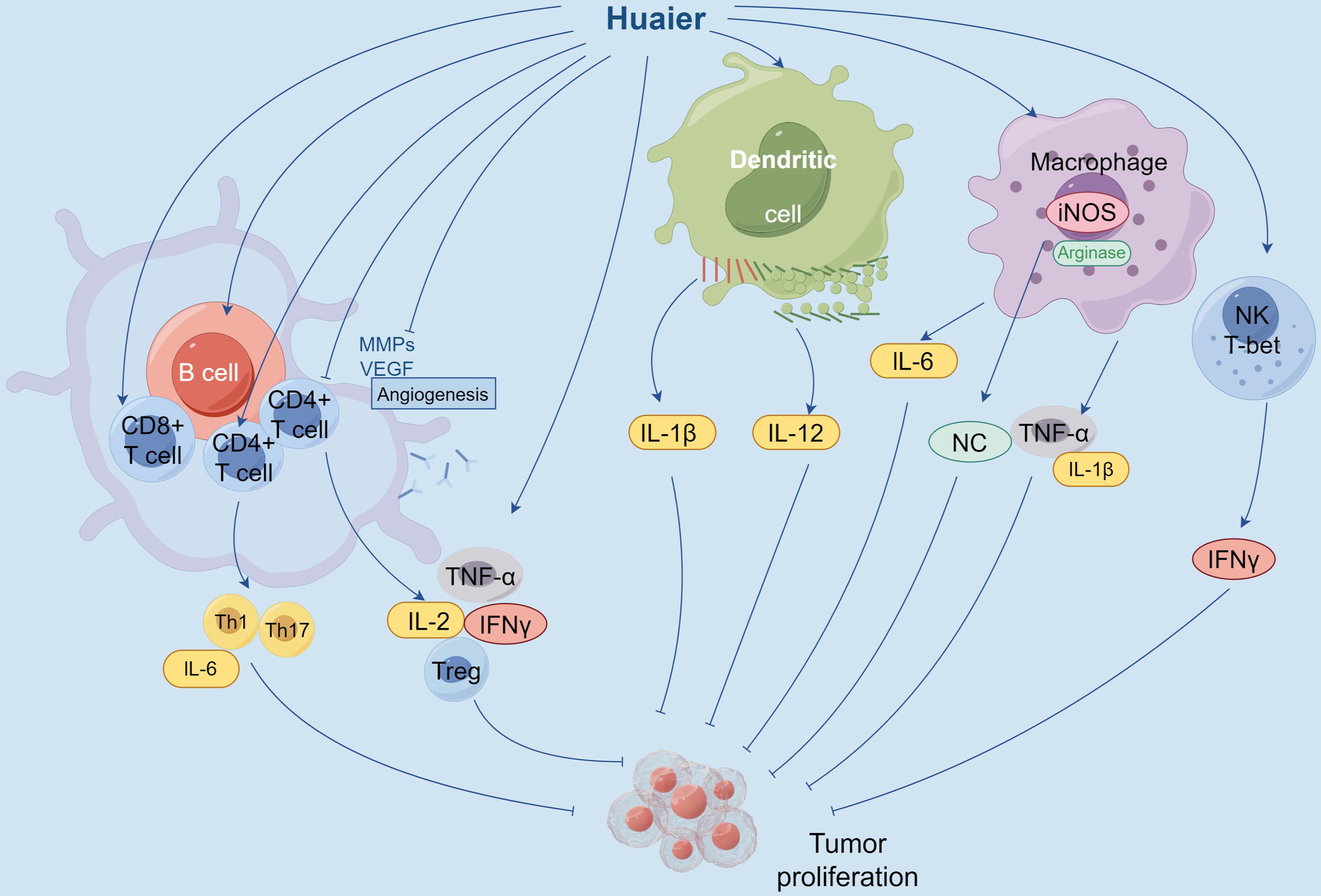 Mechanism of Huaier enhancing immune function.