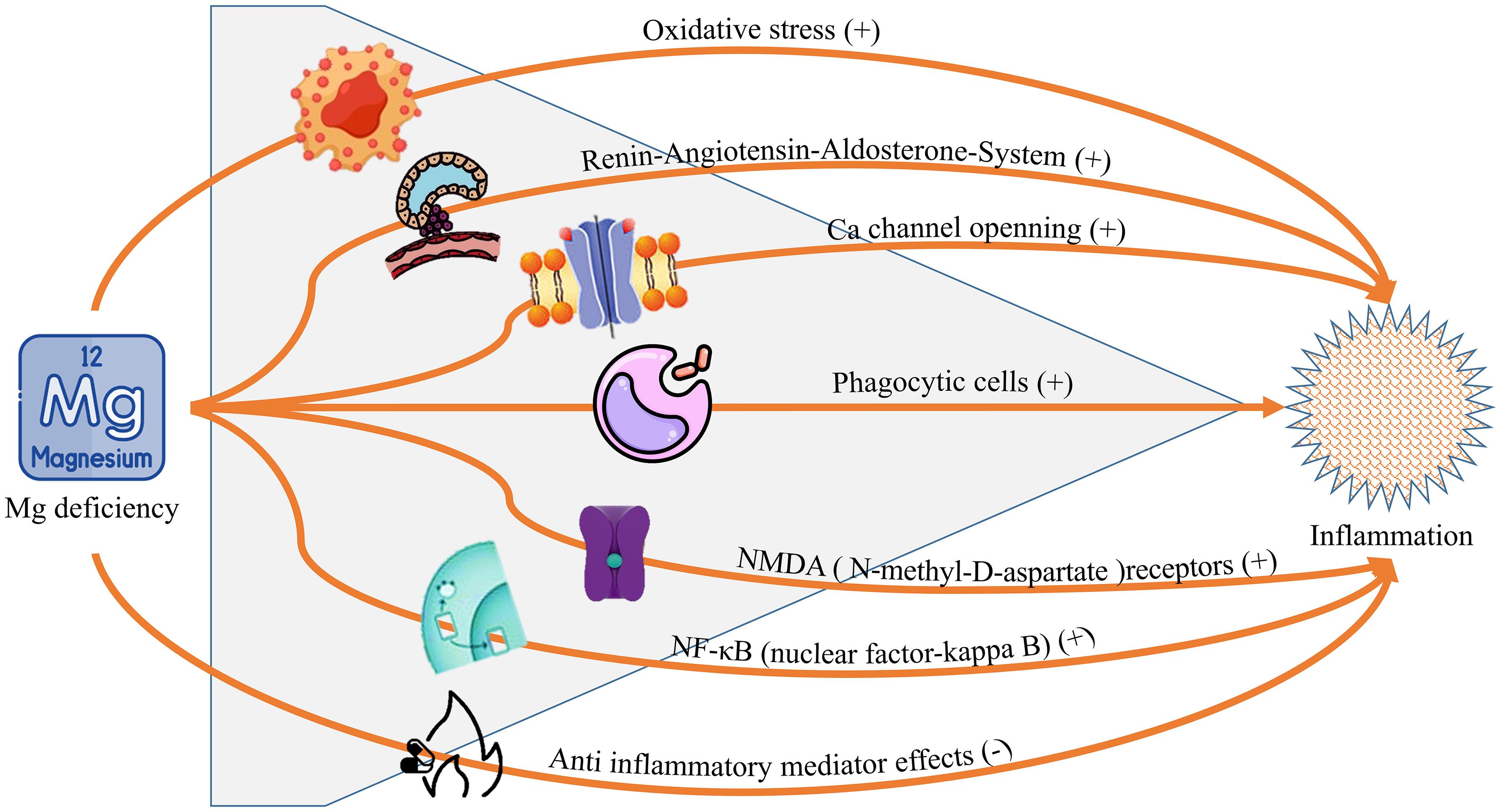 Mg deficiency induces inflammation through several signaling pathways. Mg deficiency induces inflammation through several signaling pathways.