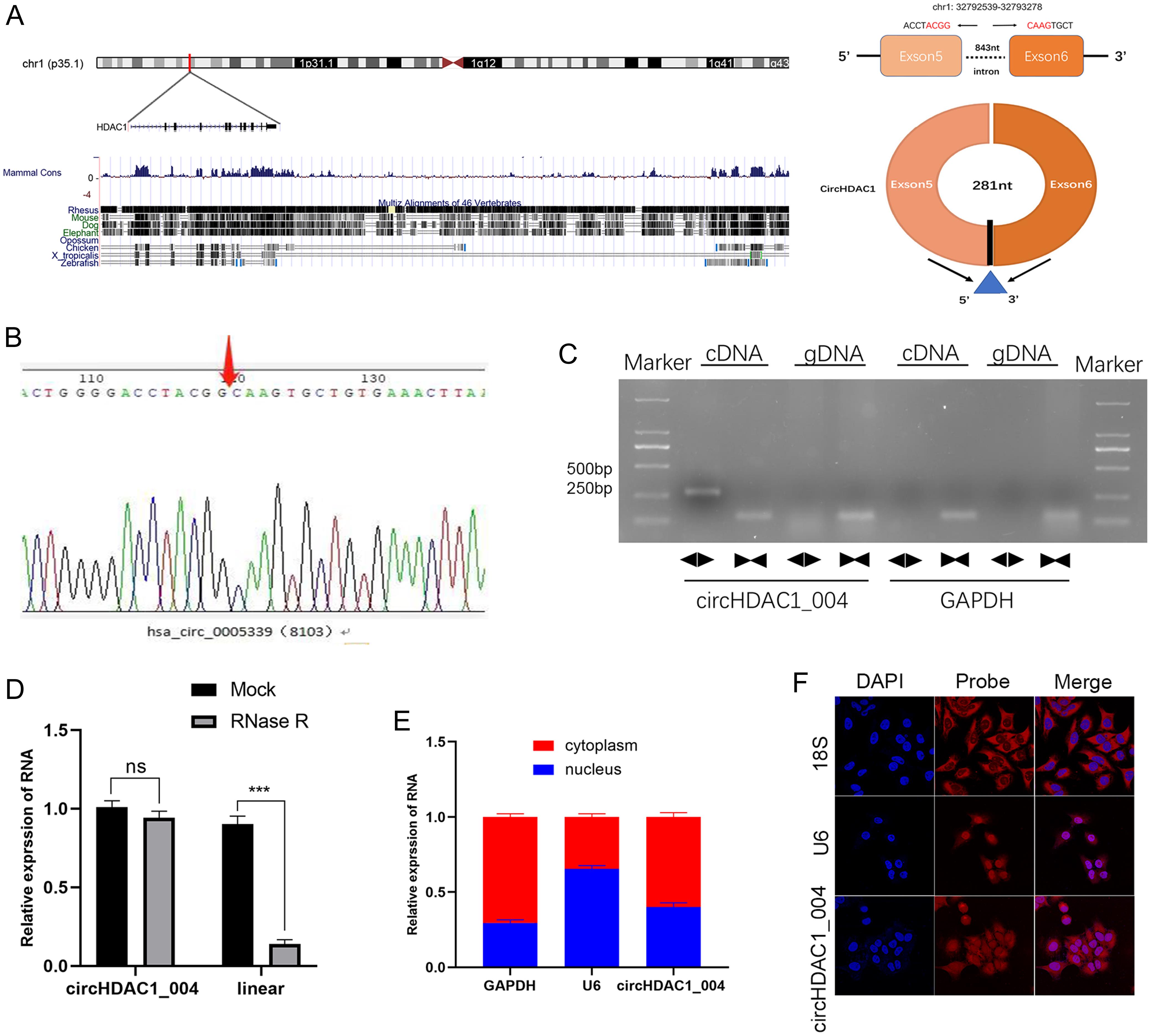 Confirmation of the circular structure of circHDAC1_004.